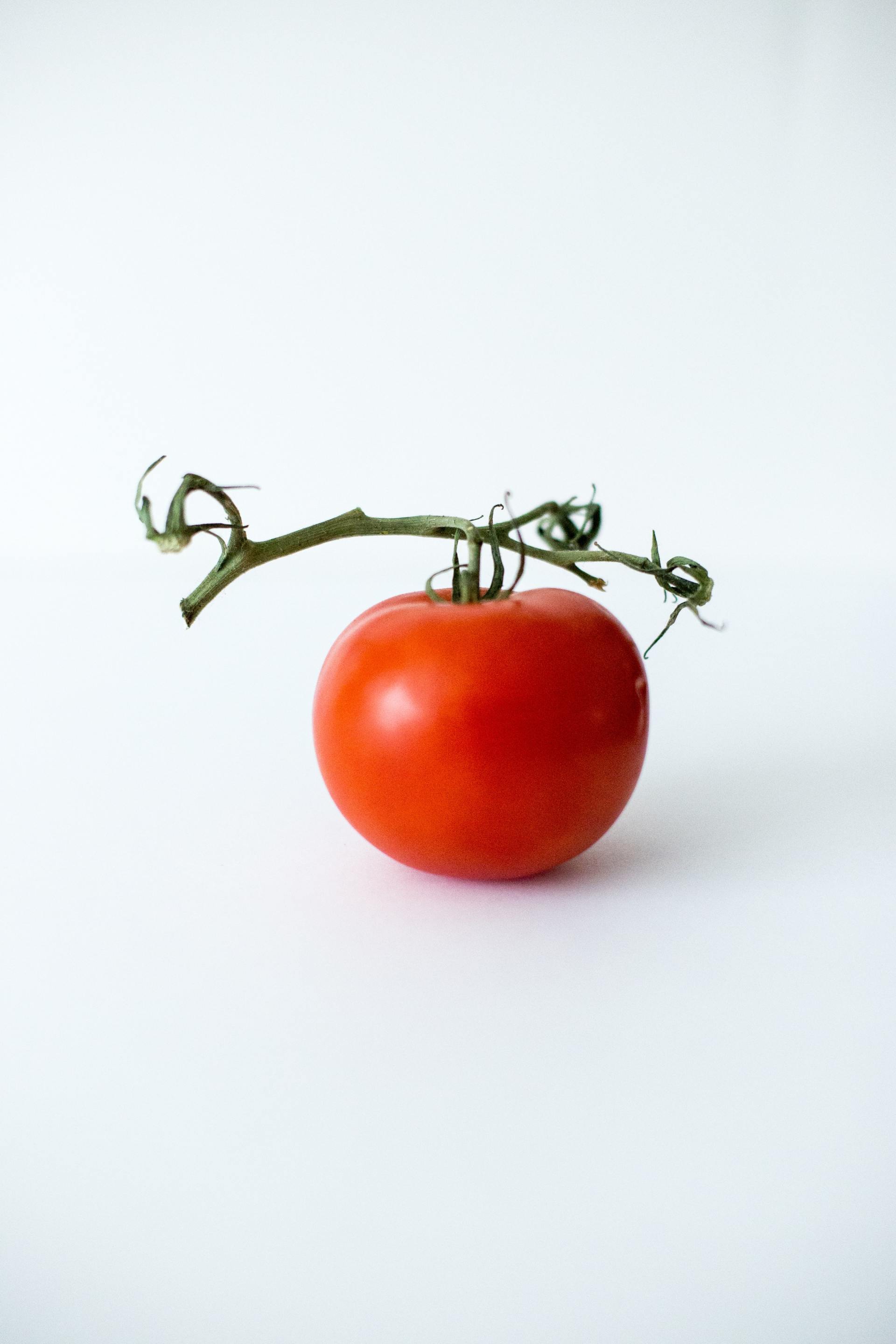 A single tomato on a vine on a white background.