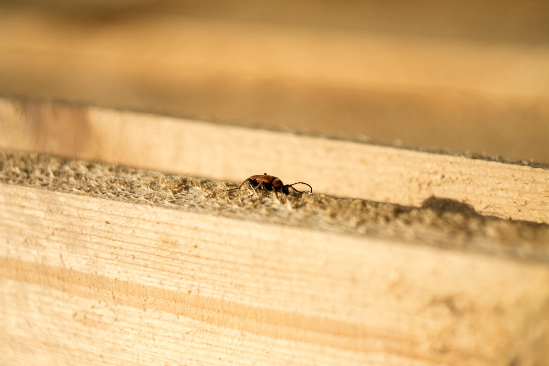 Termites on wood, terminate inspections, Wild Blue Home Inspection terminate inspections