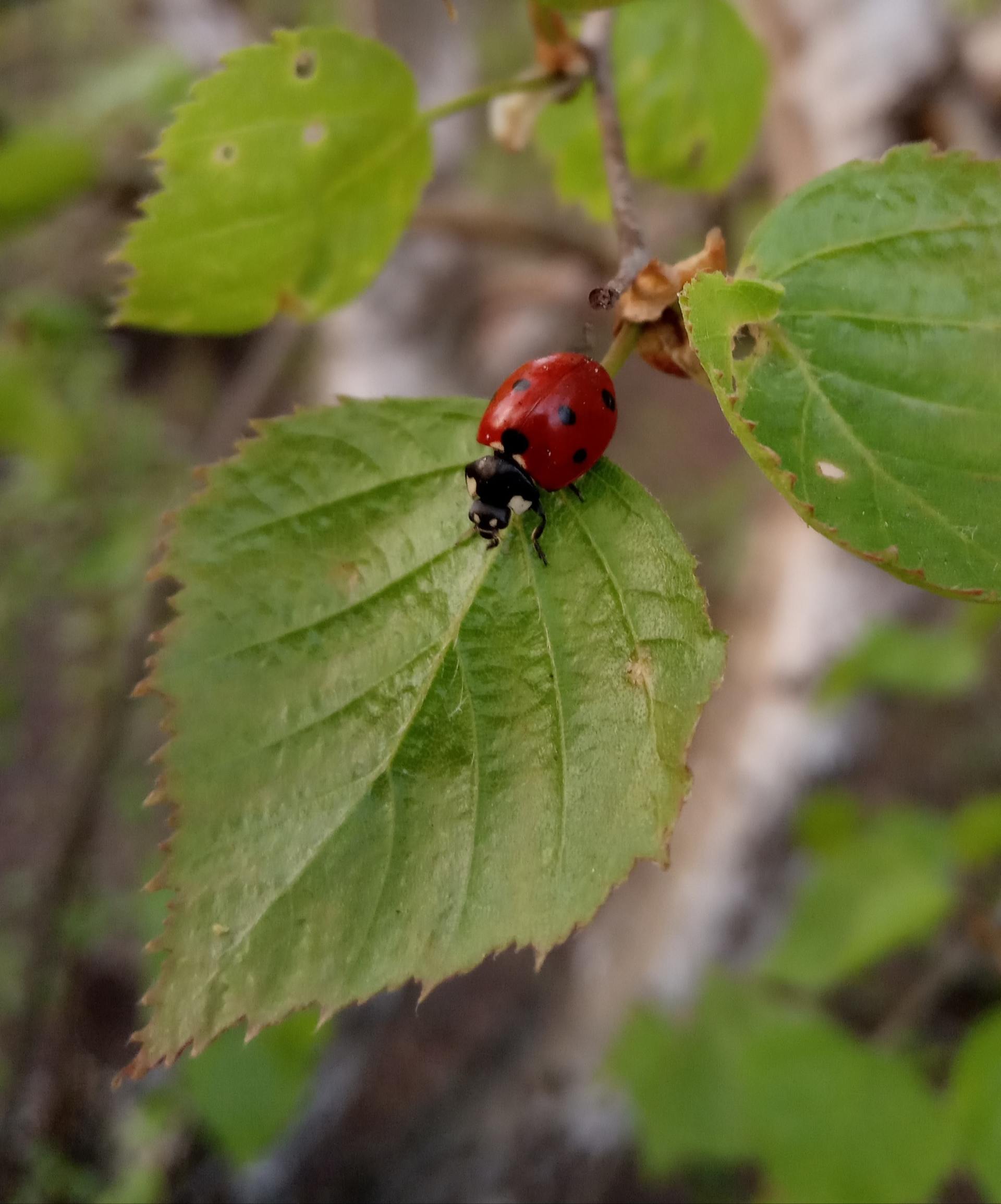 fire ant control service | Green Garden Landscaping