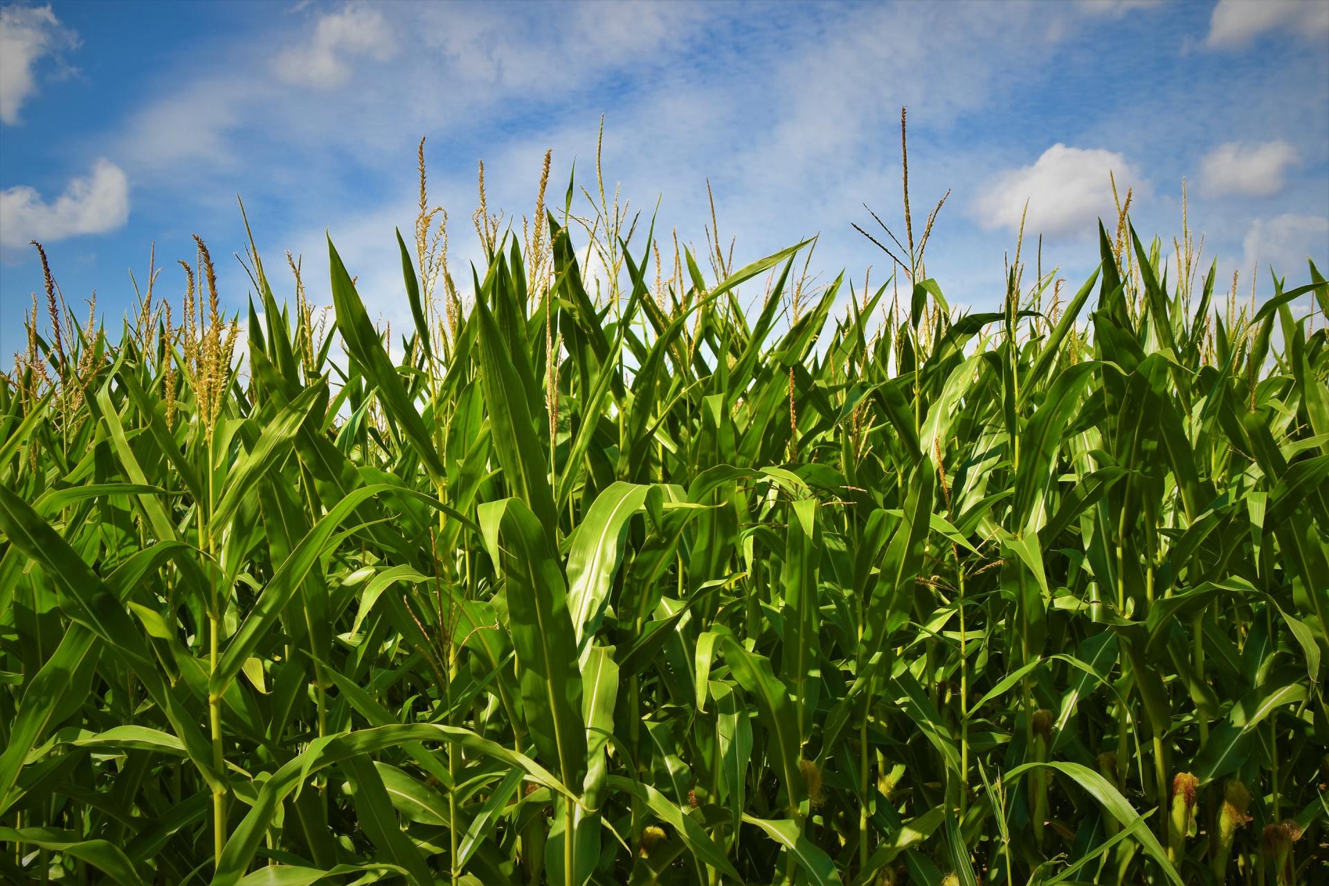 a corn field with a blue sky in the background