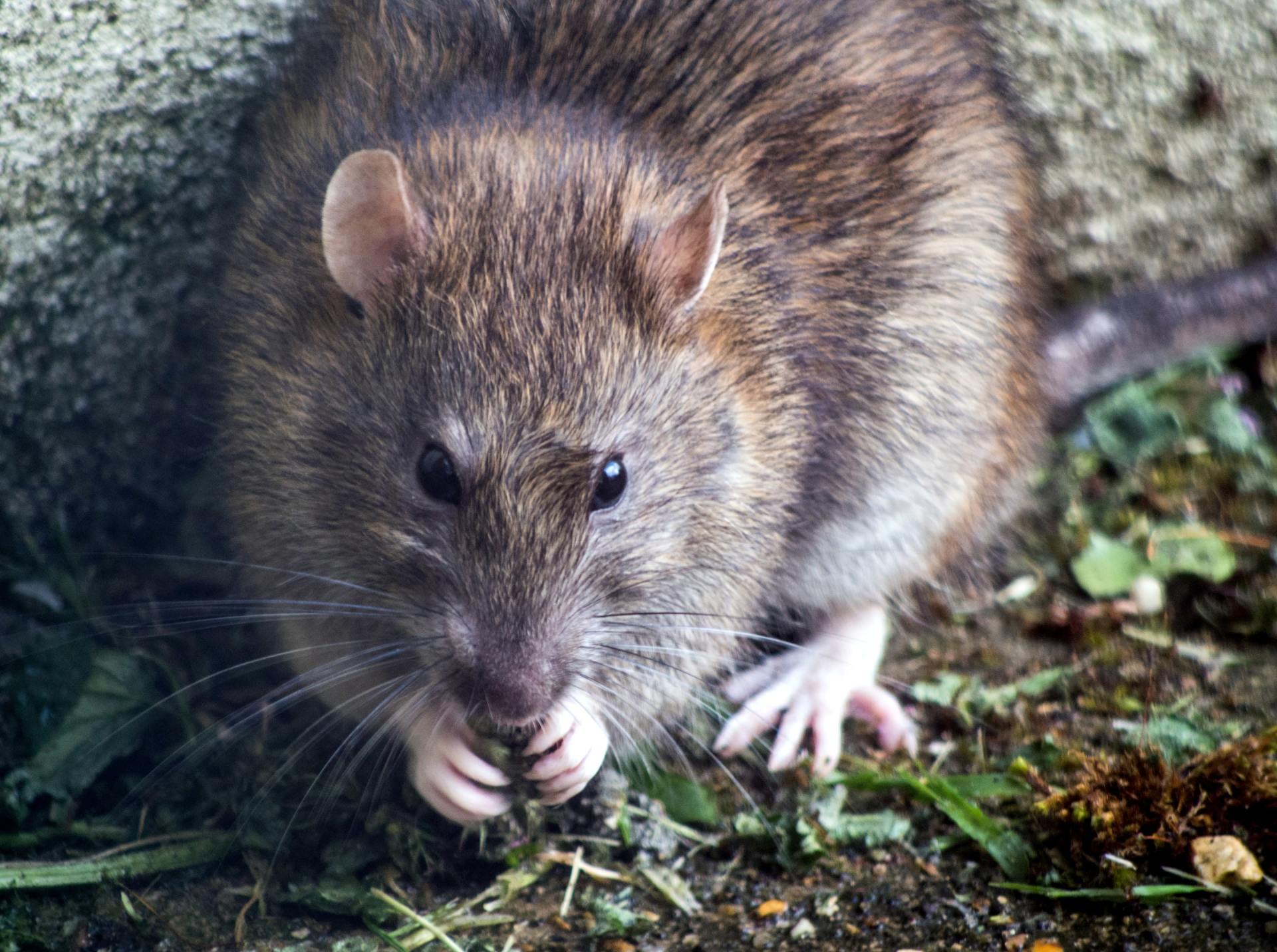brown rat sitting on the ground eating