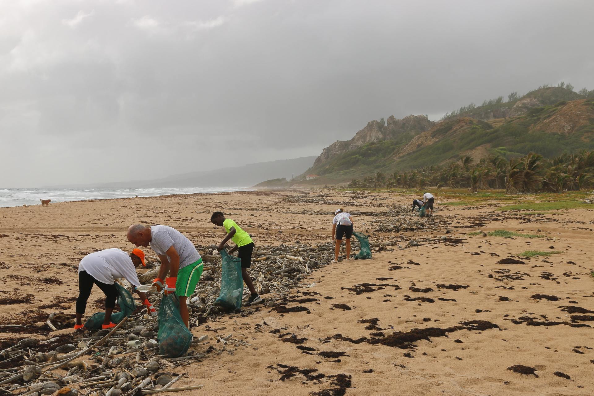 A group of people are cleaning a beach on a cloudy day.