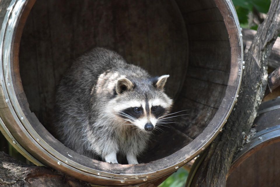Raccoon in a drainage pipe