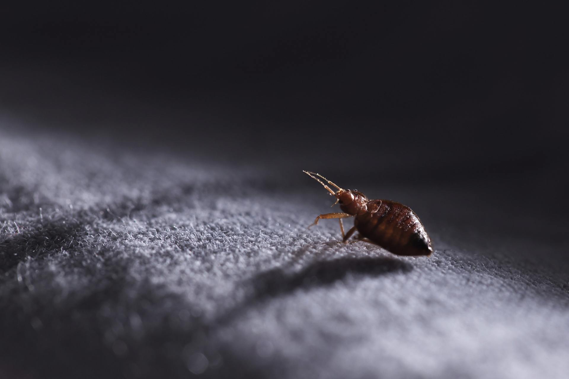a bed bug is crawling on a blanket on a bed .