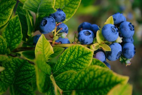 Verkoop van fruitstruiken | Blauwe bessen