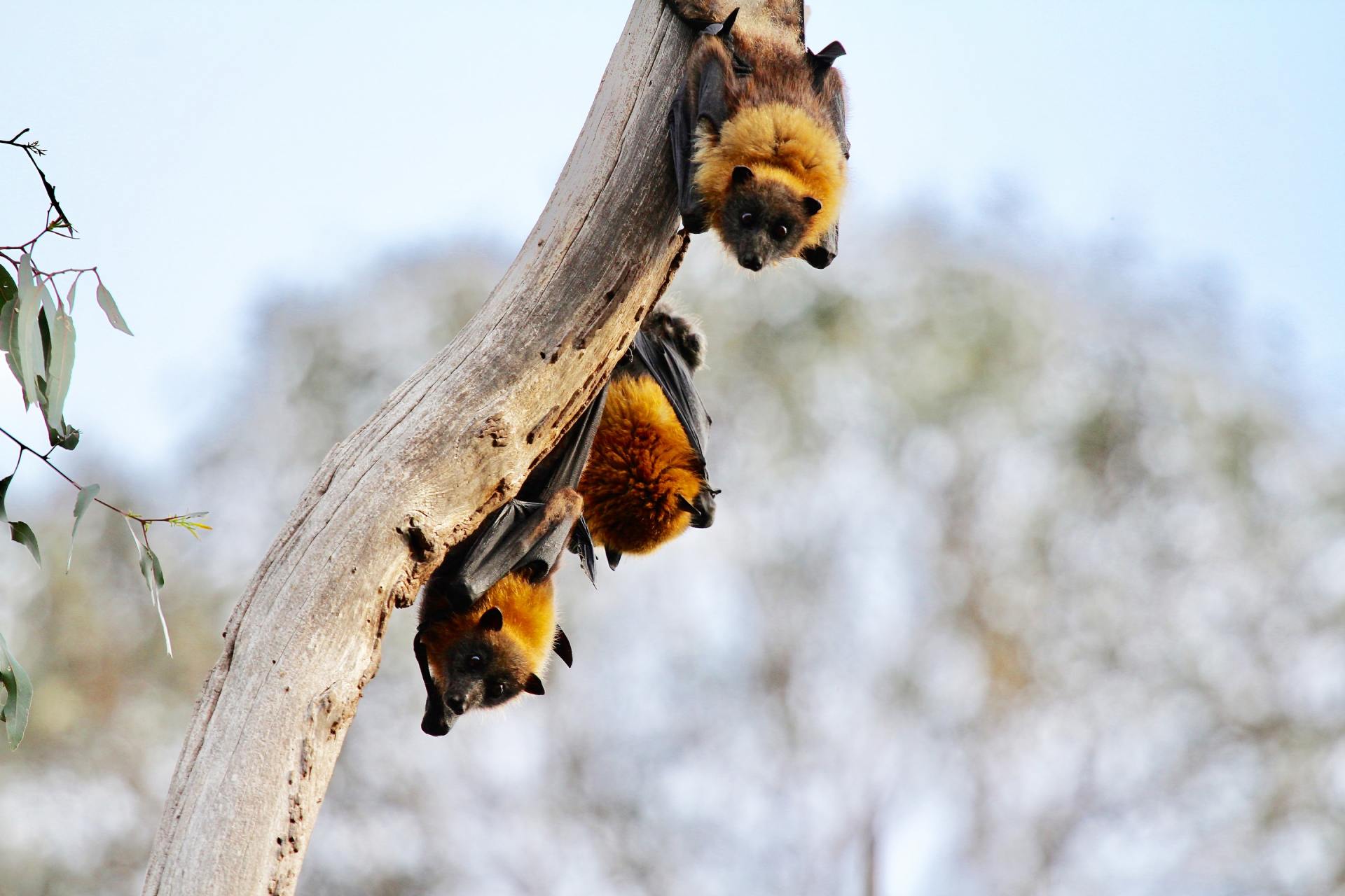 Bat removal services with Buckingham Pest Control