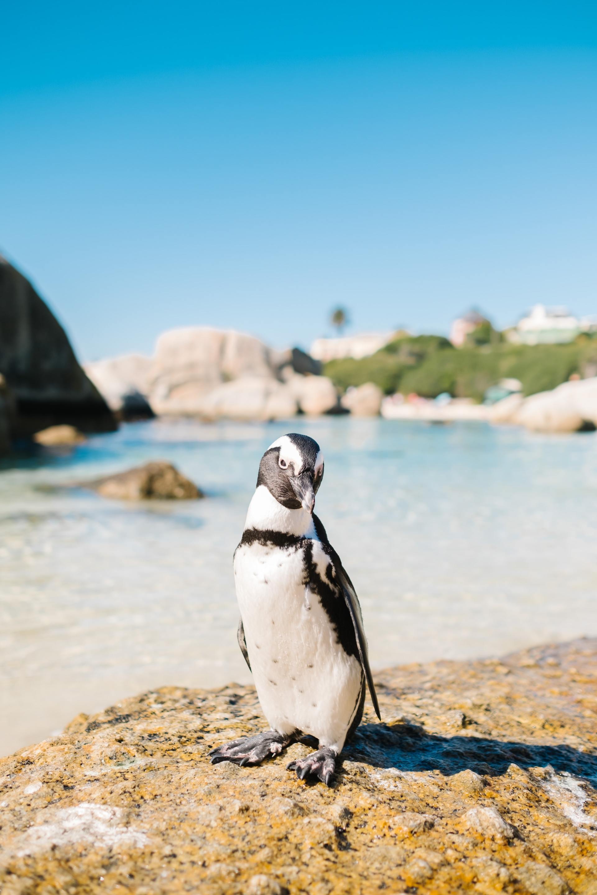 A black and white penguin is standing on a rock near the ocean.