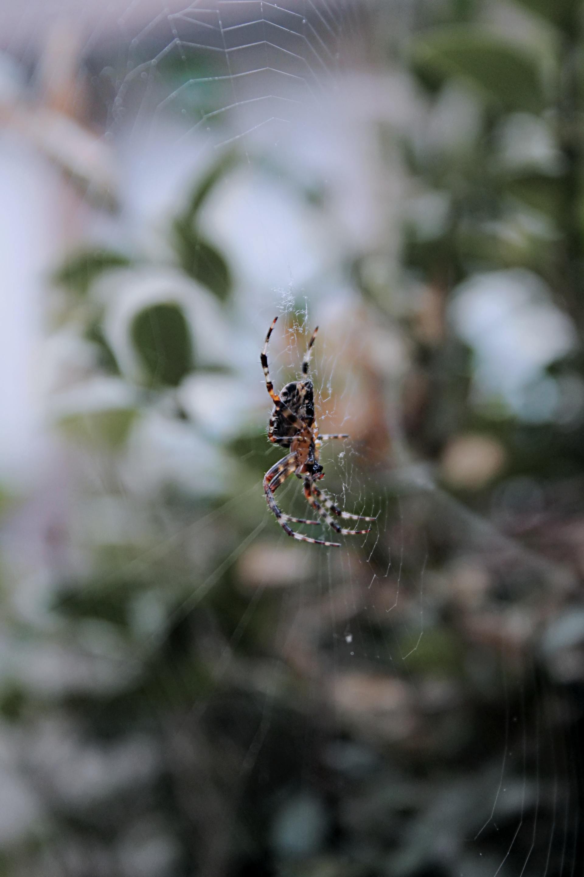 a close up of a spider on a web .