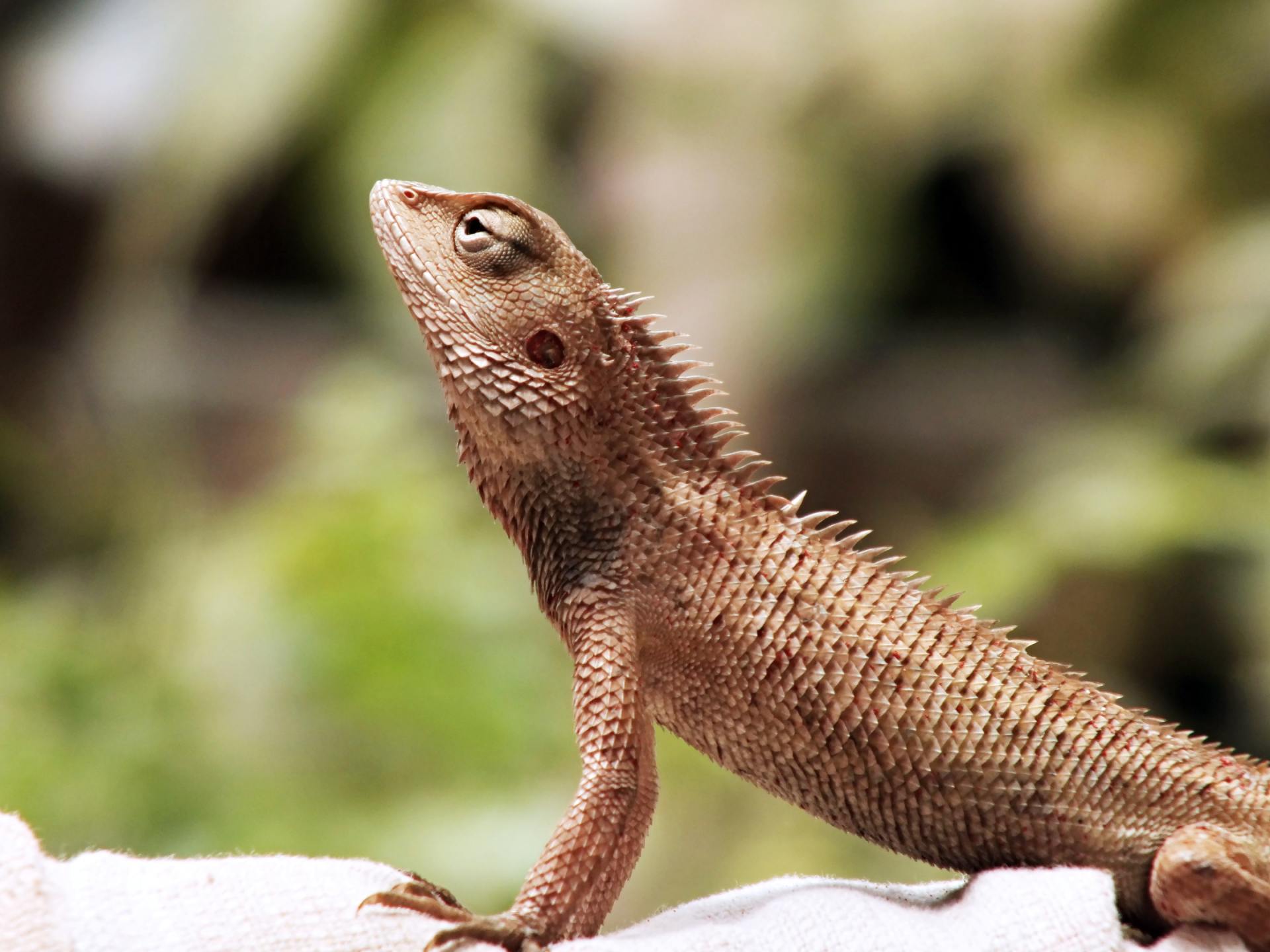 a lizard is sitting on a white cloth and looking up