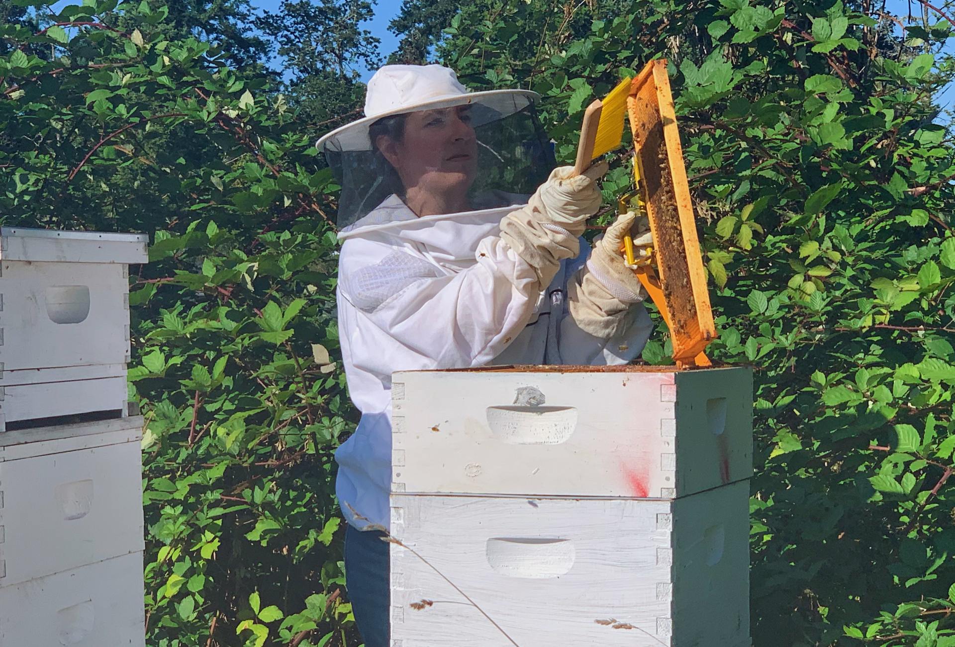 A person in a bee suit is looking at a beehive in Colorado