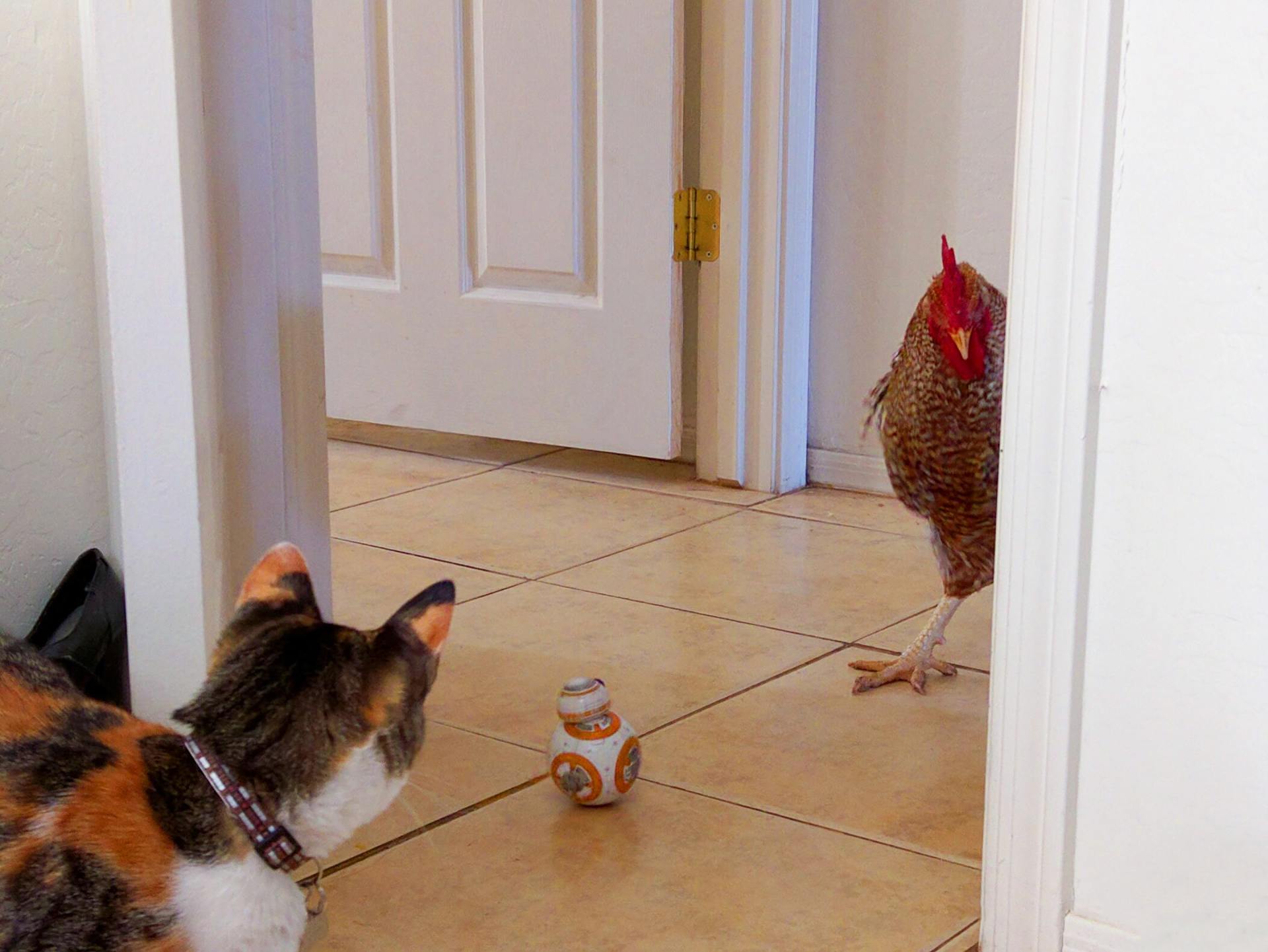 cat and chicken in a kitchen with tile flooring