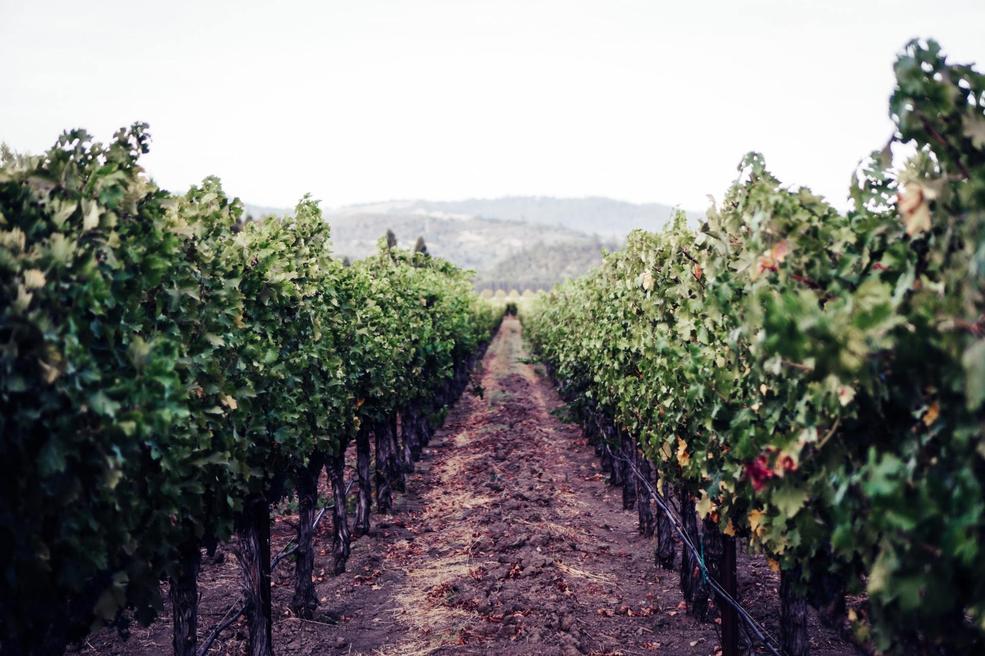 A row of vines in a vineyard with mountains in the background.
