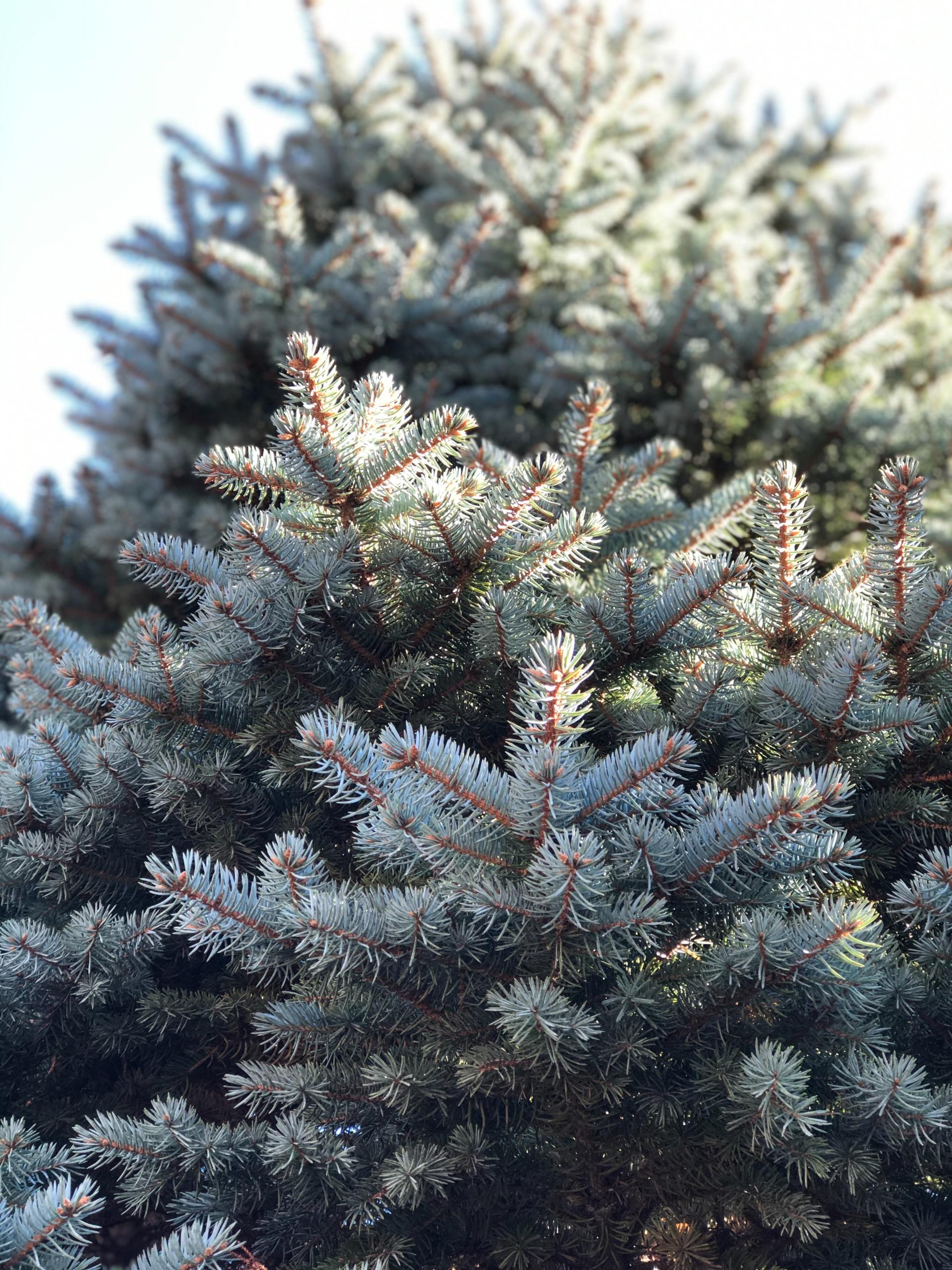 A close up of a christmas tree with snow on the branches.