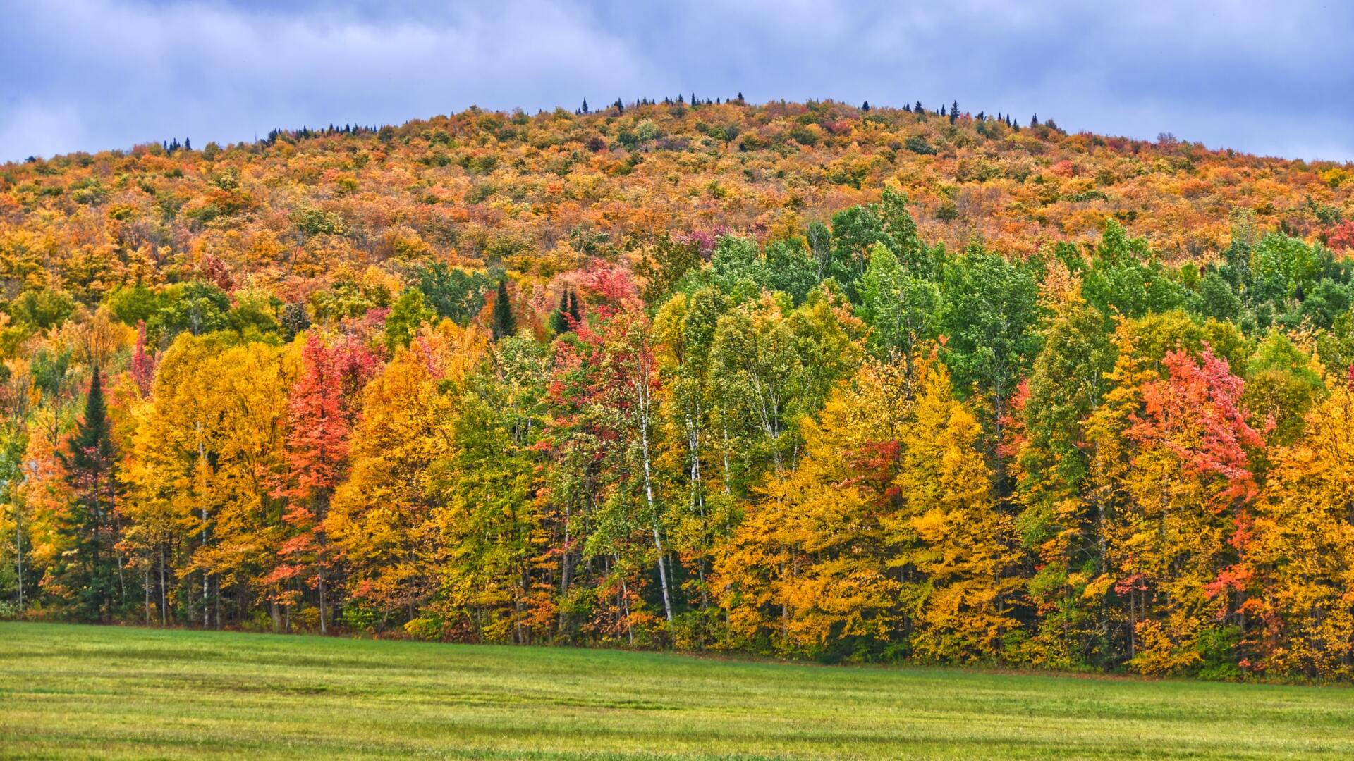 l'automne
