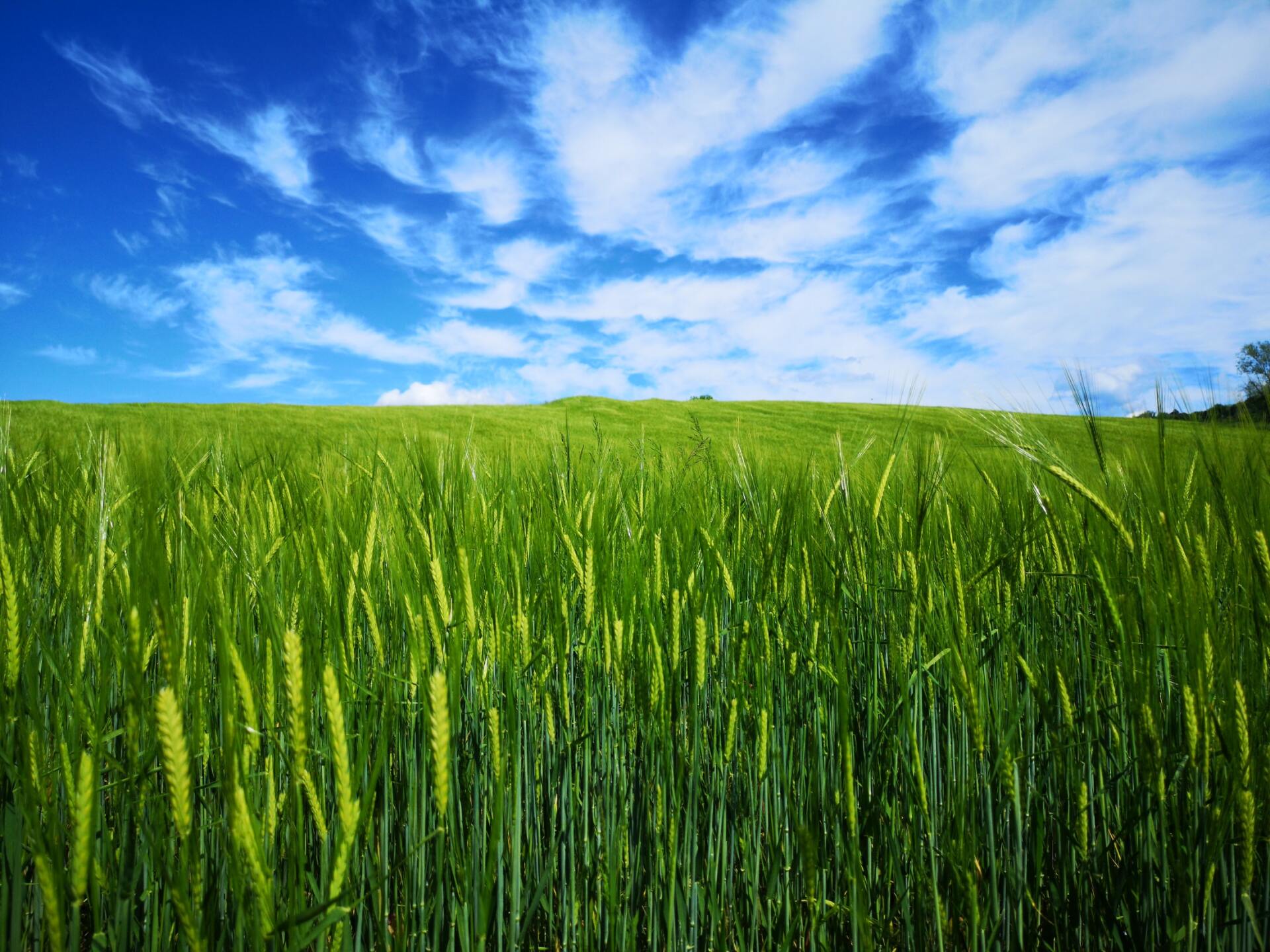 a field of green grass against a blue sky with clouds