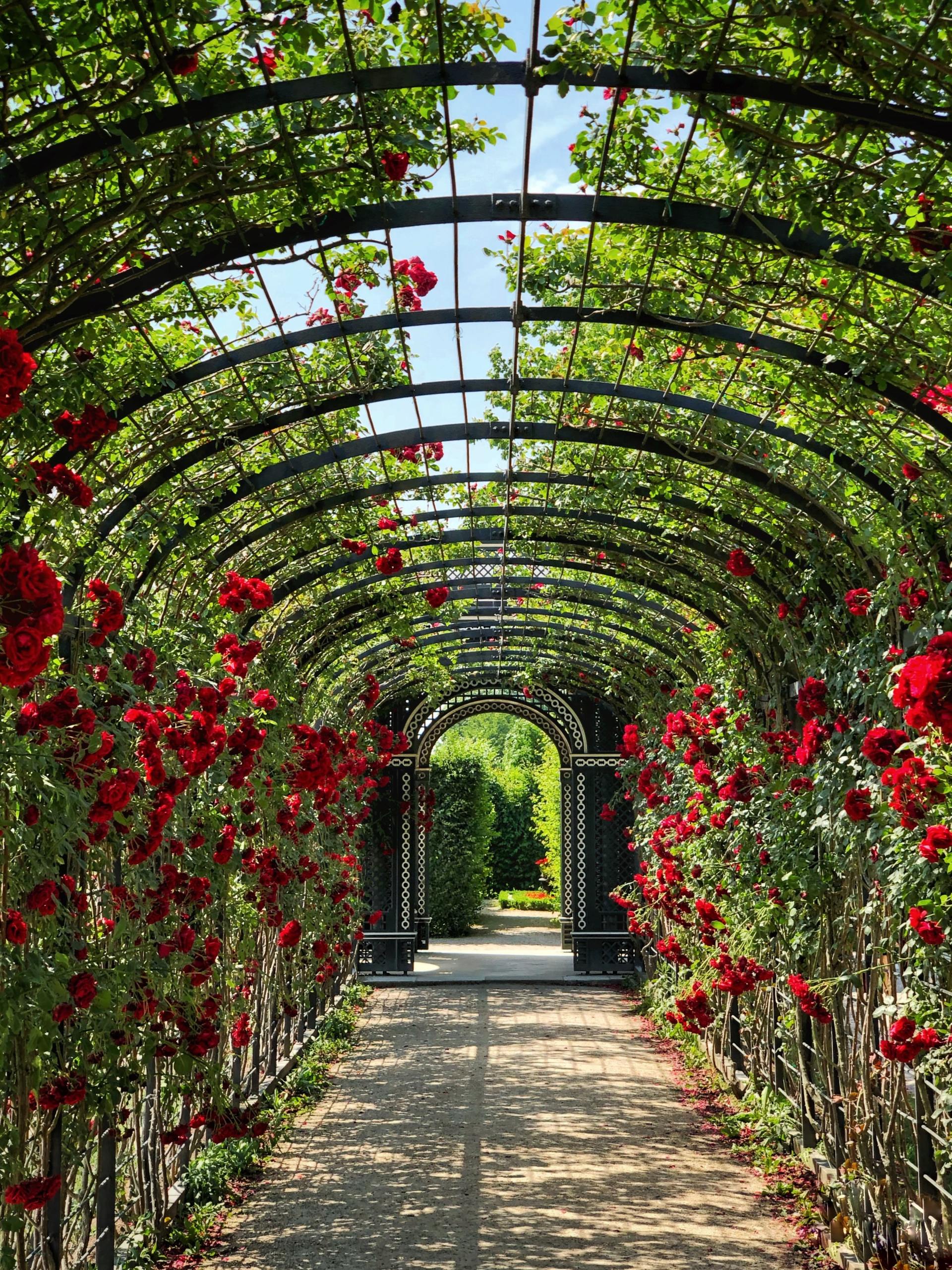 a row of red roses along a path under a pergola
