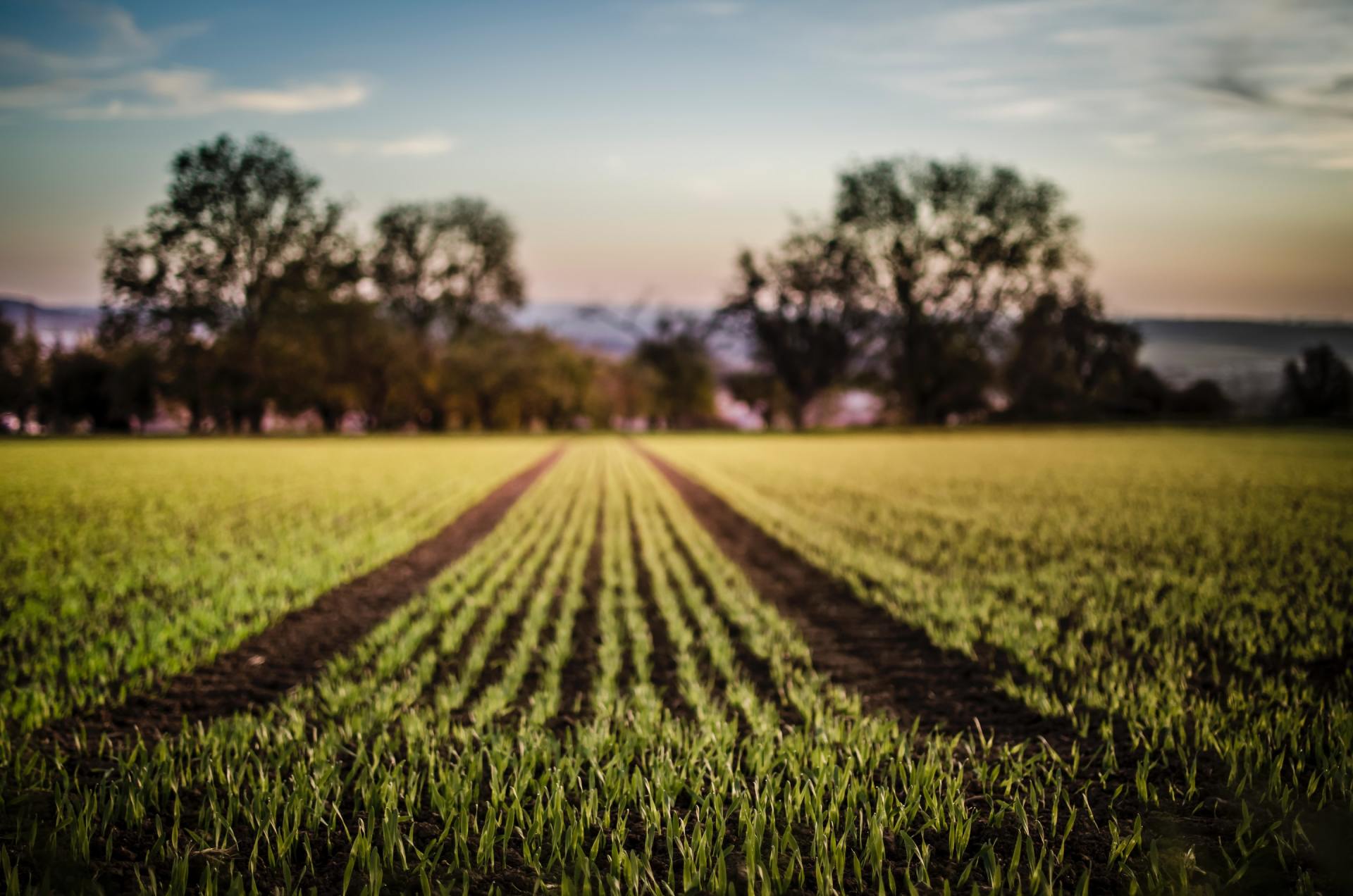 A field of green grass with trees in the background.