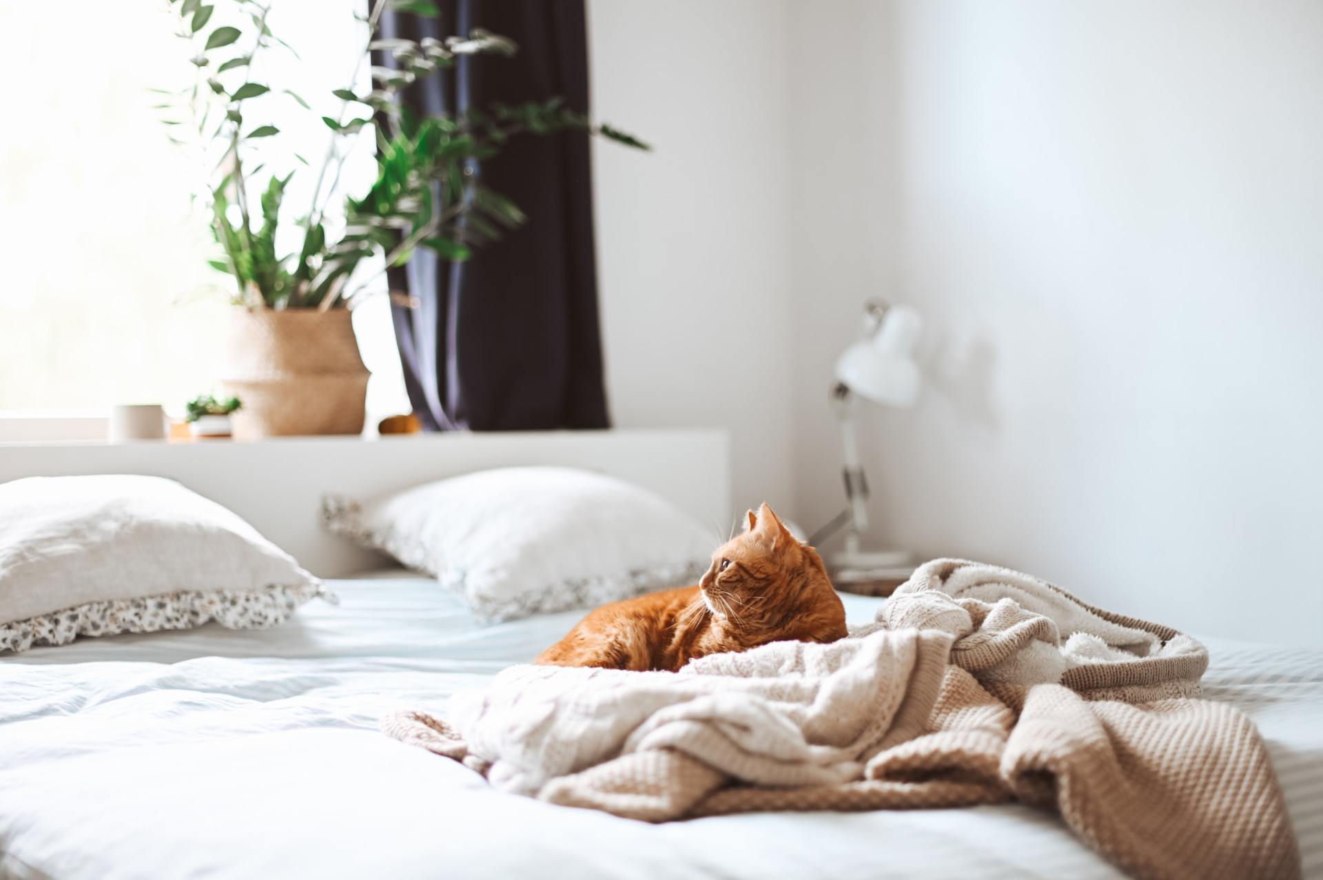 Cat on Bed