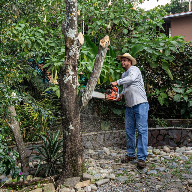 Maplewood Tree Service | Maplewood Tree Trimming Service