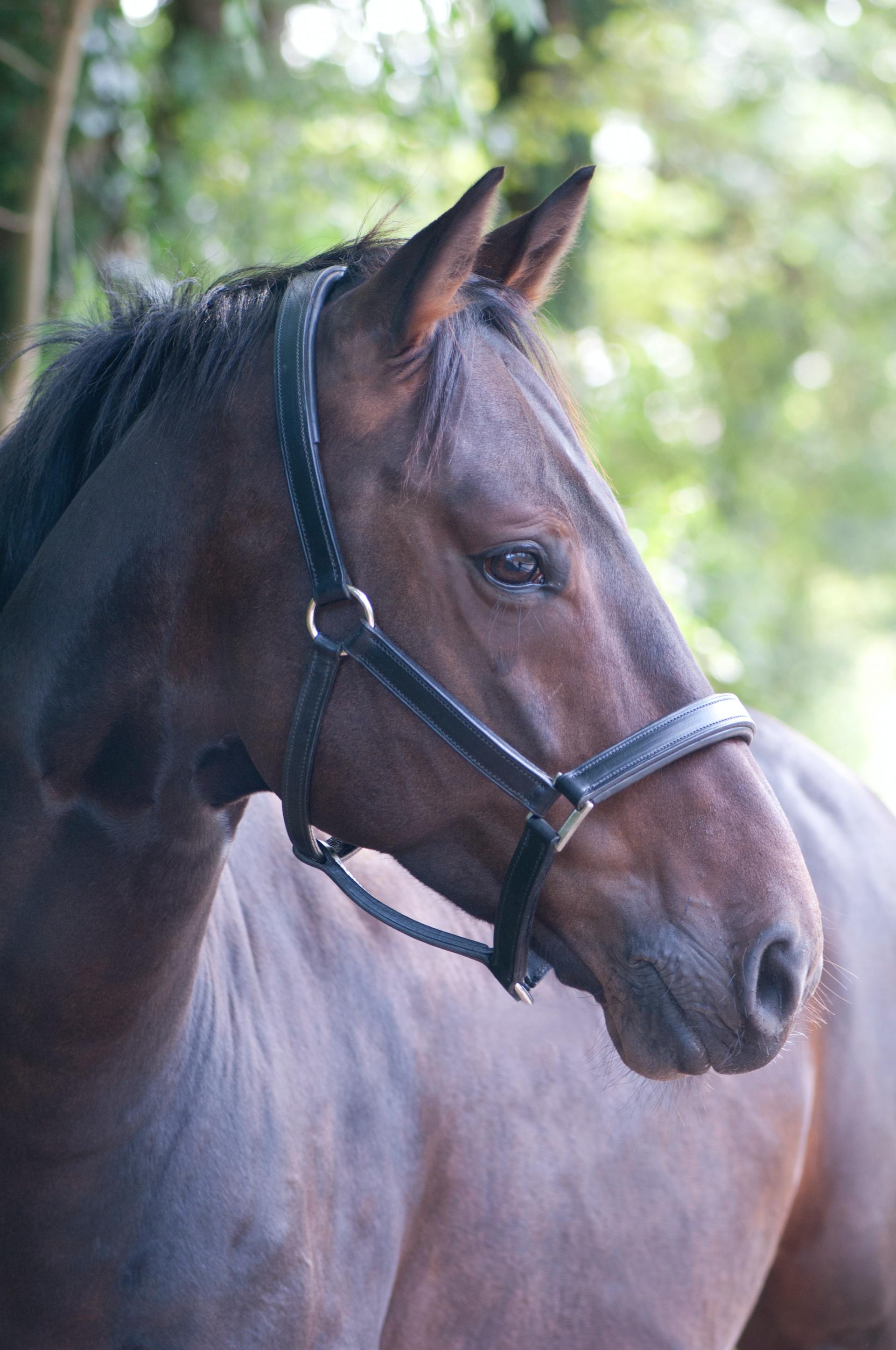 A close up of a brown horse wearing a bridle.