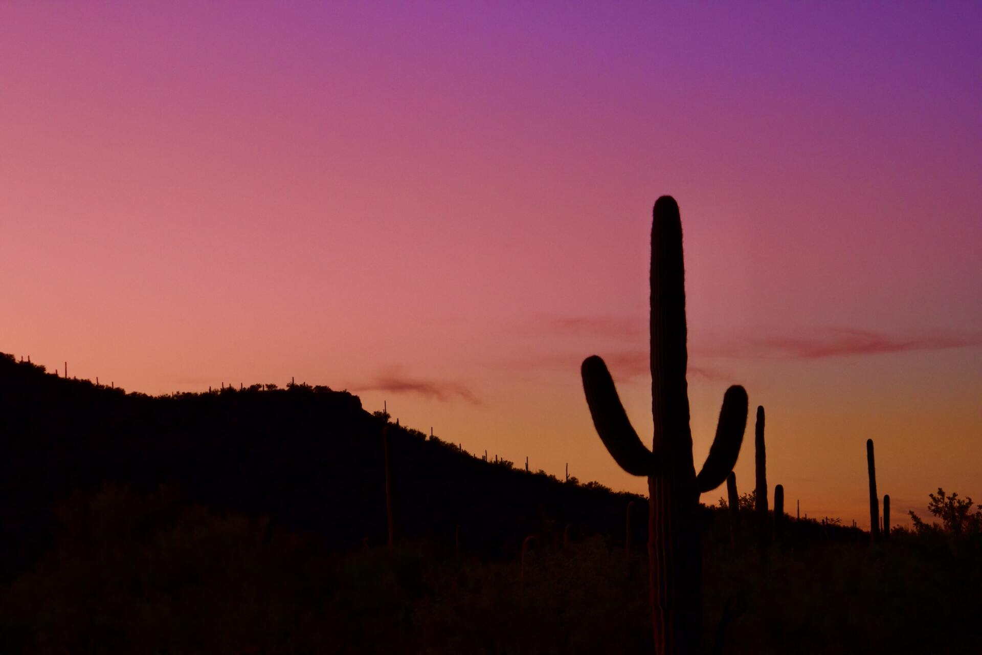 Cactuses