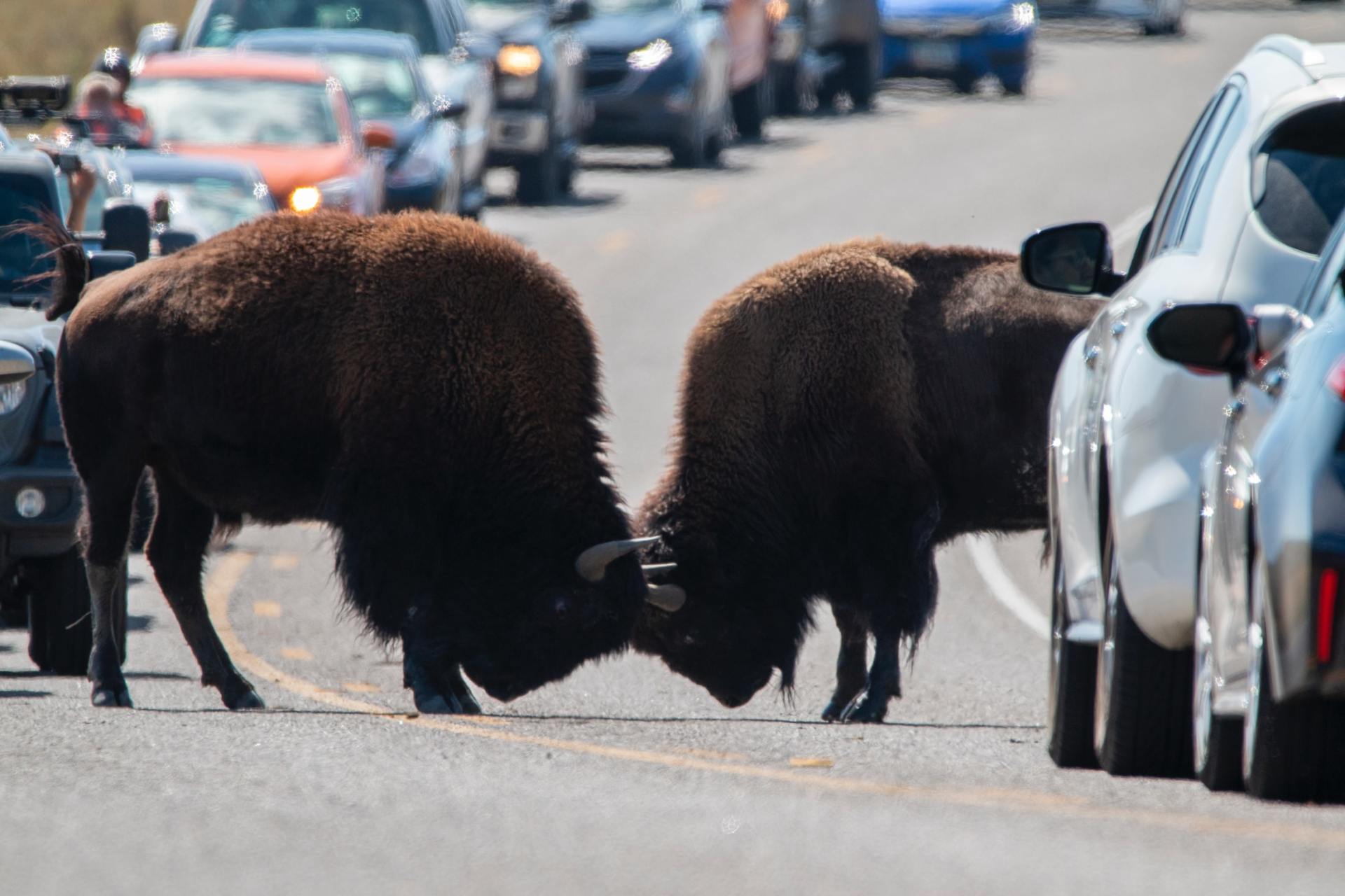 Tours of Yellowstone Yellowstone Hiking guide