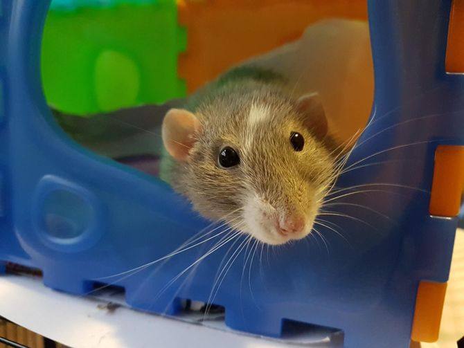 grey and white rat in a blue plastic castle