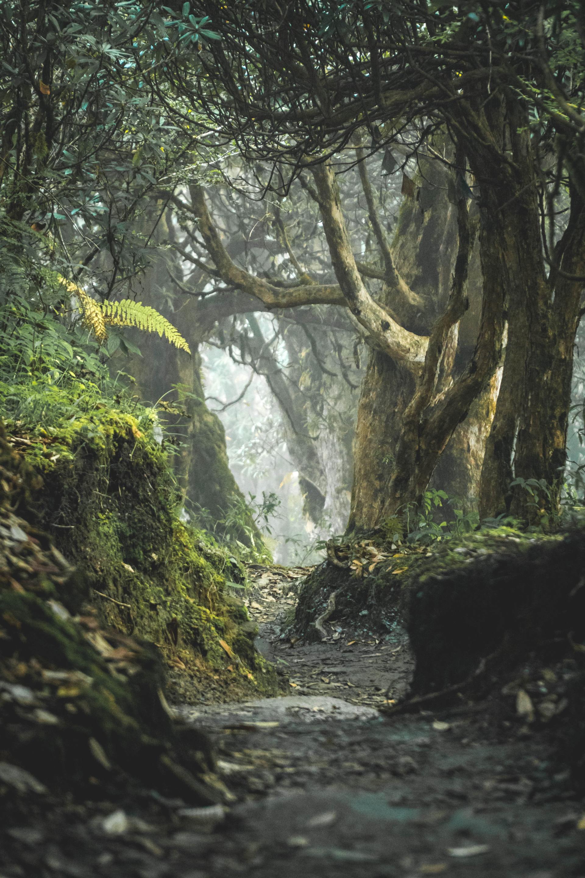 A path in the woods with trees and a waterfall in the background.