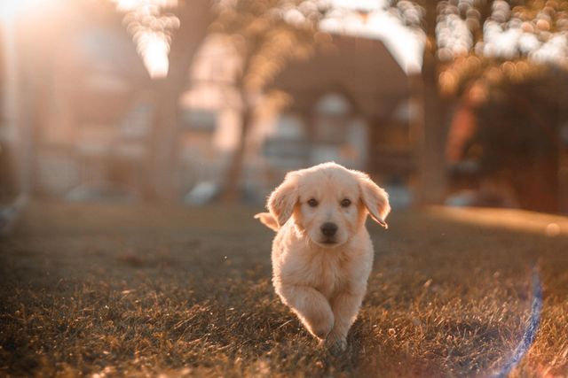 Vet Clinic In Merrillville Crown Point In Animal Hospital