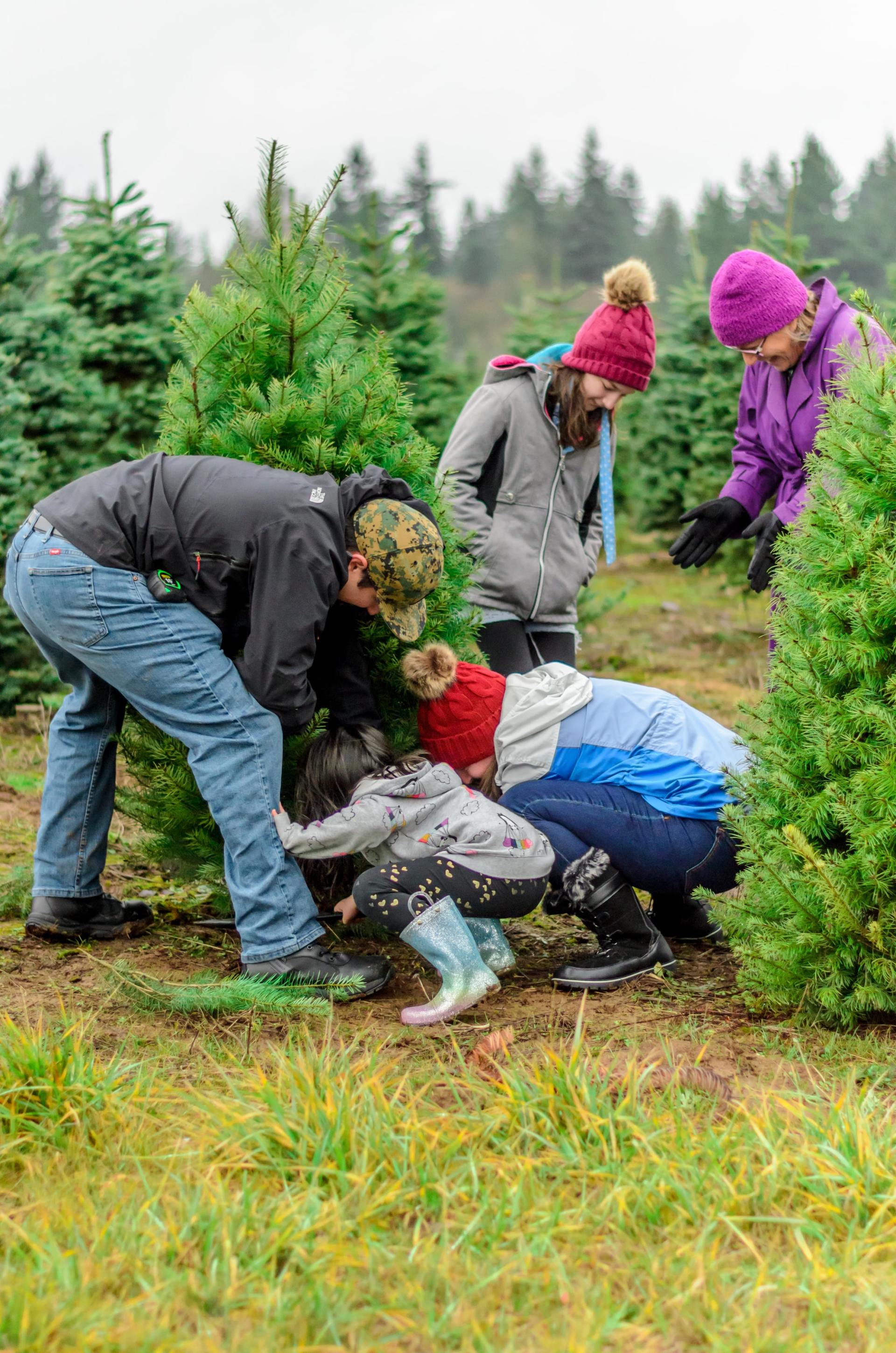 A group of people are picking christmas trees at a christmas tree farm.