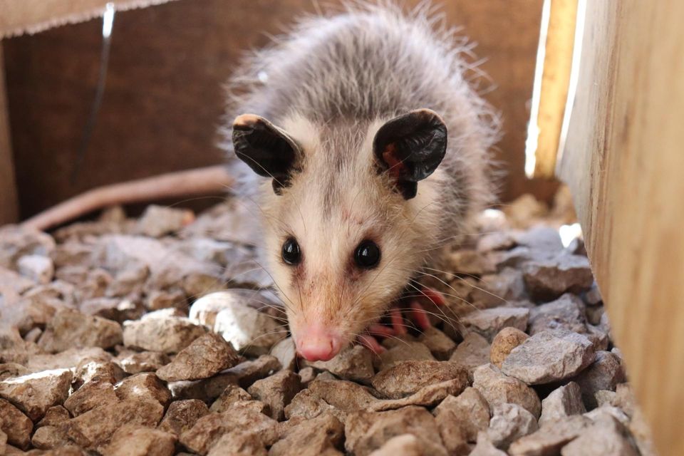 Opossum near a fence