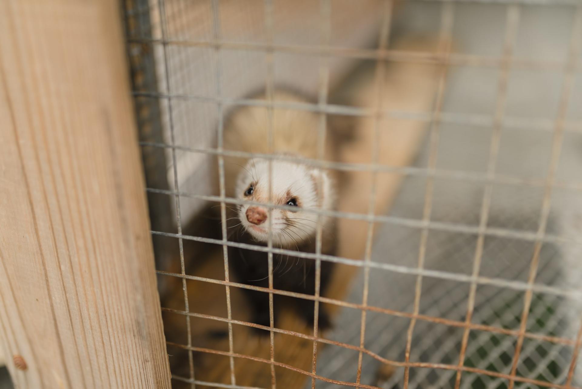 ferret scratching bottom cage