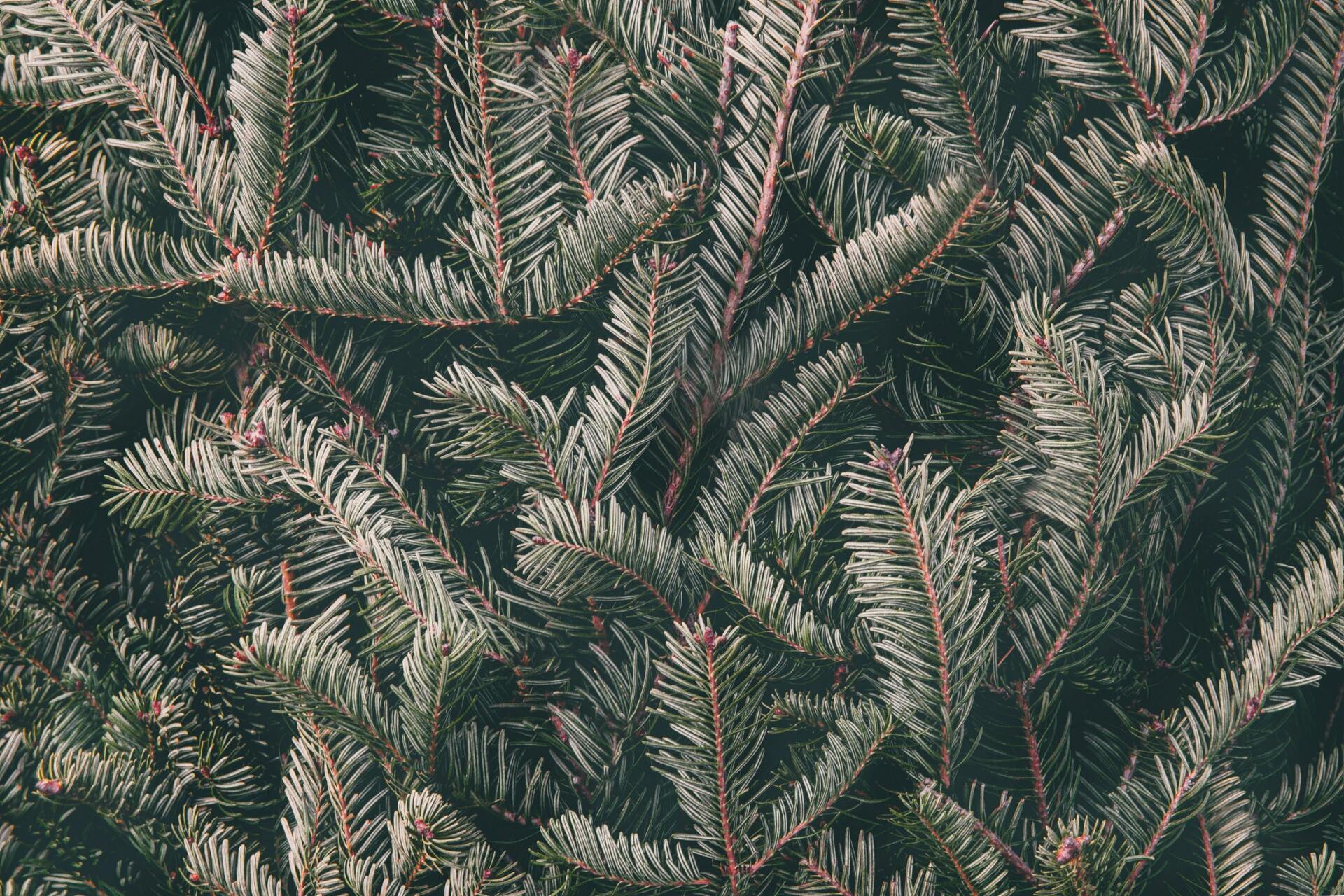 Christmas tree, fraser fir