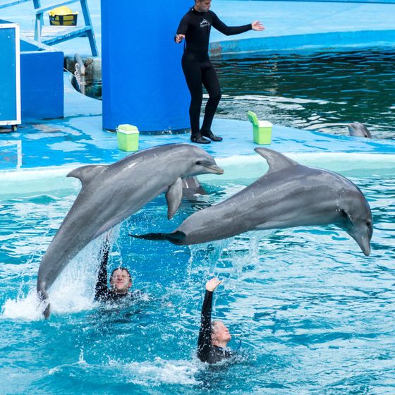 dolphin show sharm el sheikh