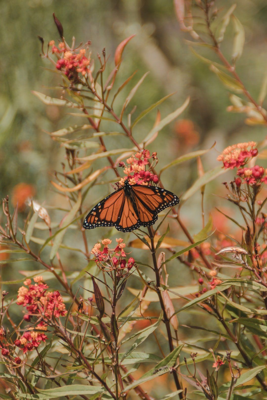 Butterfly in a garden