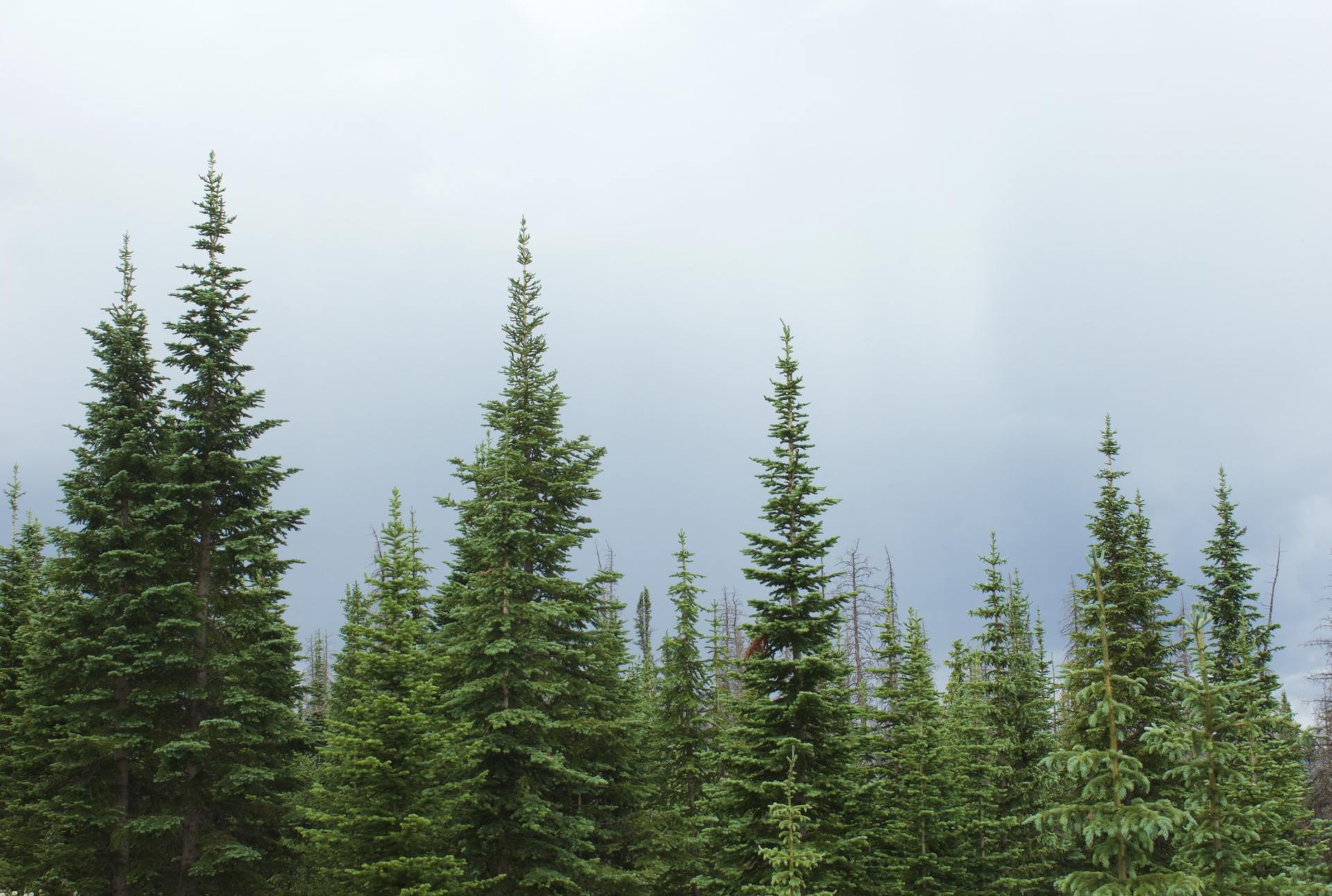 A row of pine trees against a cloudy sky
