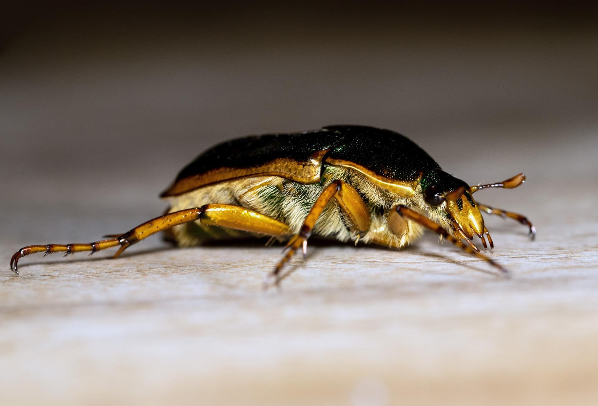 Cockroach Control Services | Hudson, FL | Seabreeze Pest Control