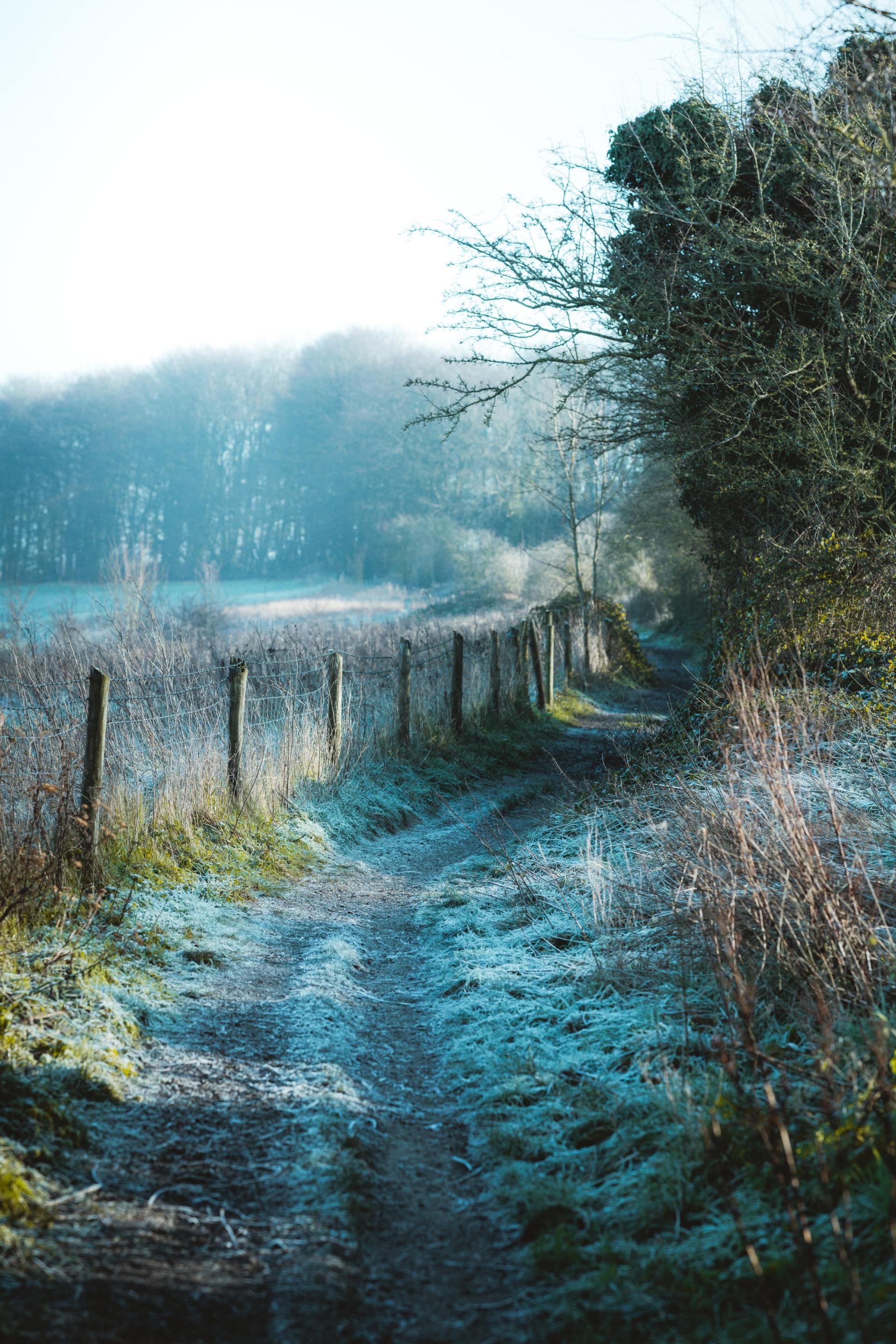 A path going through a field on a foggy day.
