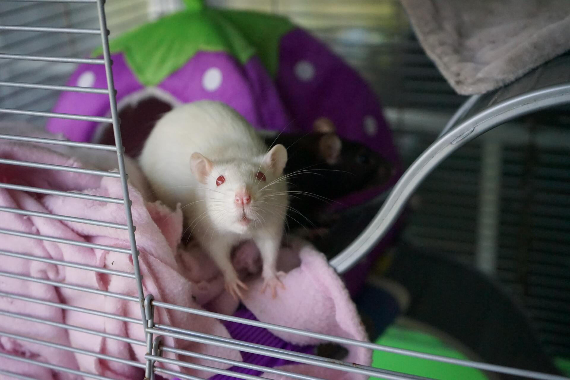 white rat with red eyes in a cage full of fleece