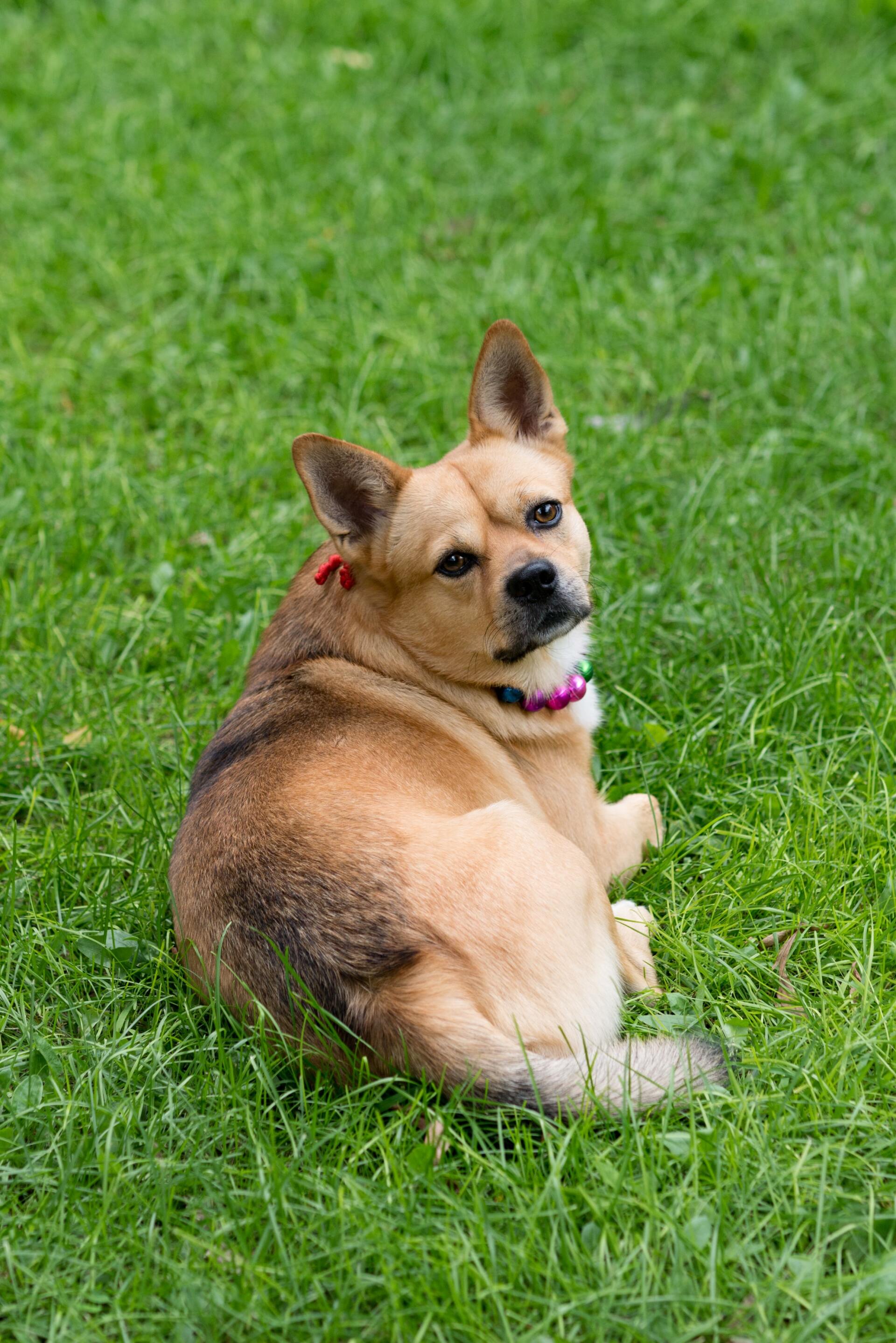 Can Lawn Fertilizer Harm My Pet?