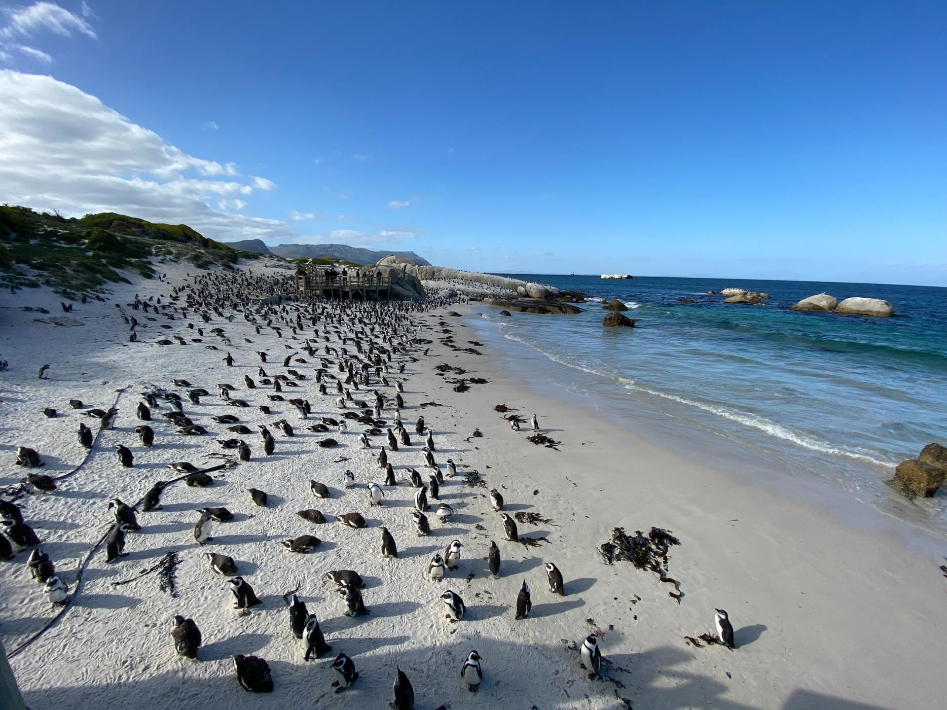A large flock of penguins are standing on a beach near the ocean.