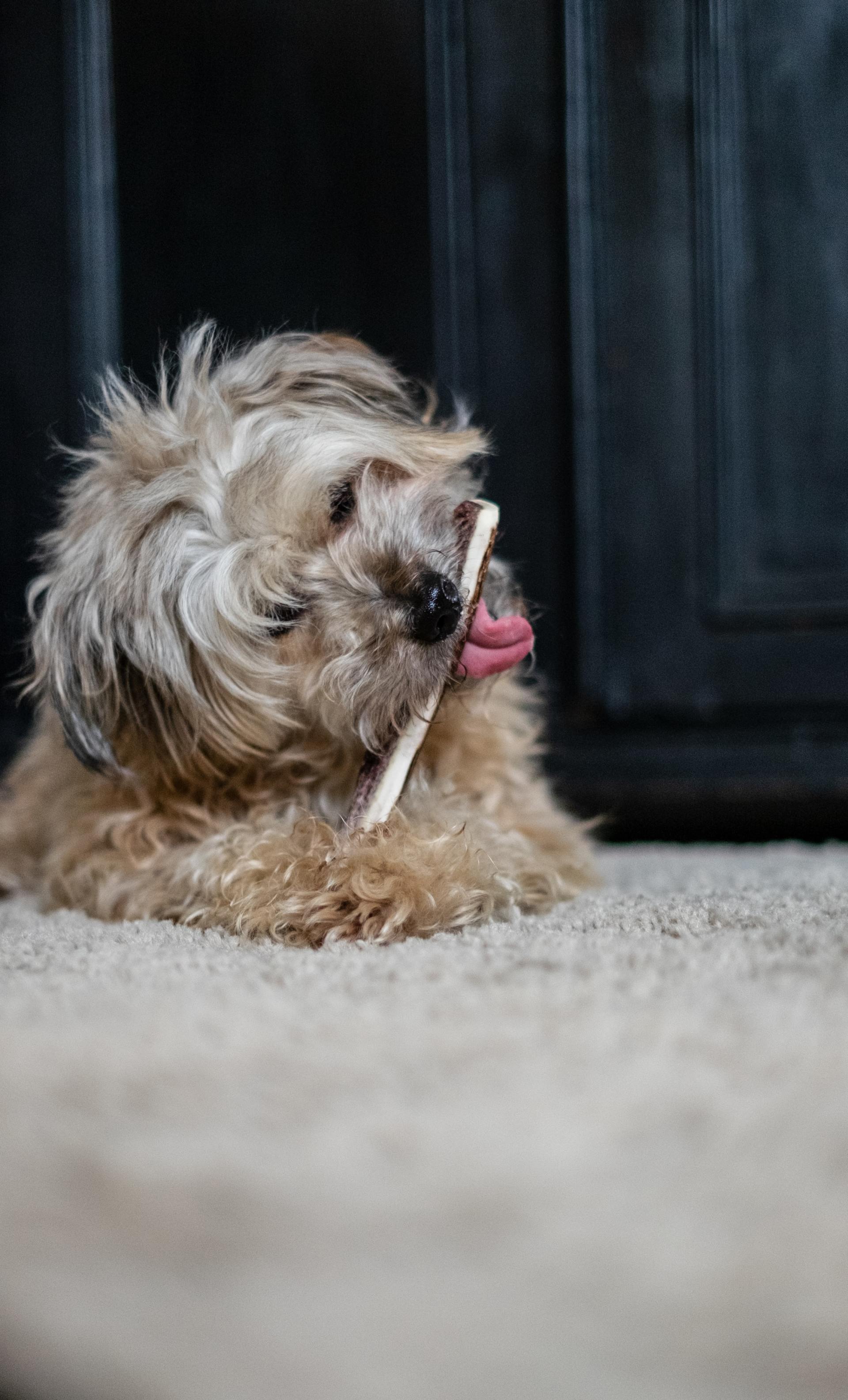 A small dog is chewing on a bone on the floor.