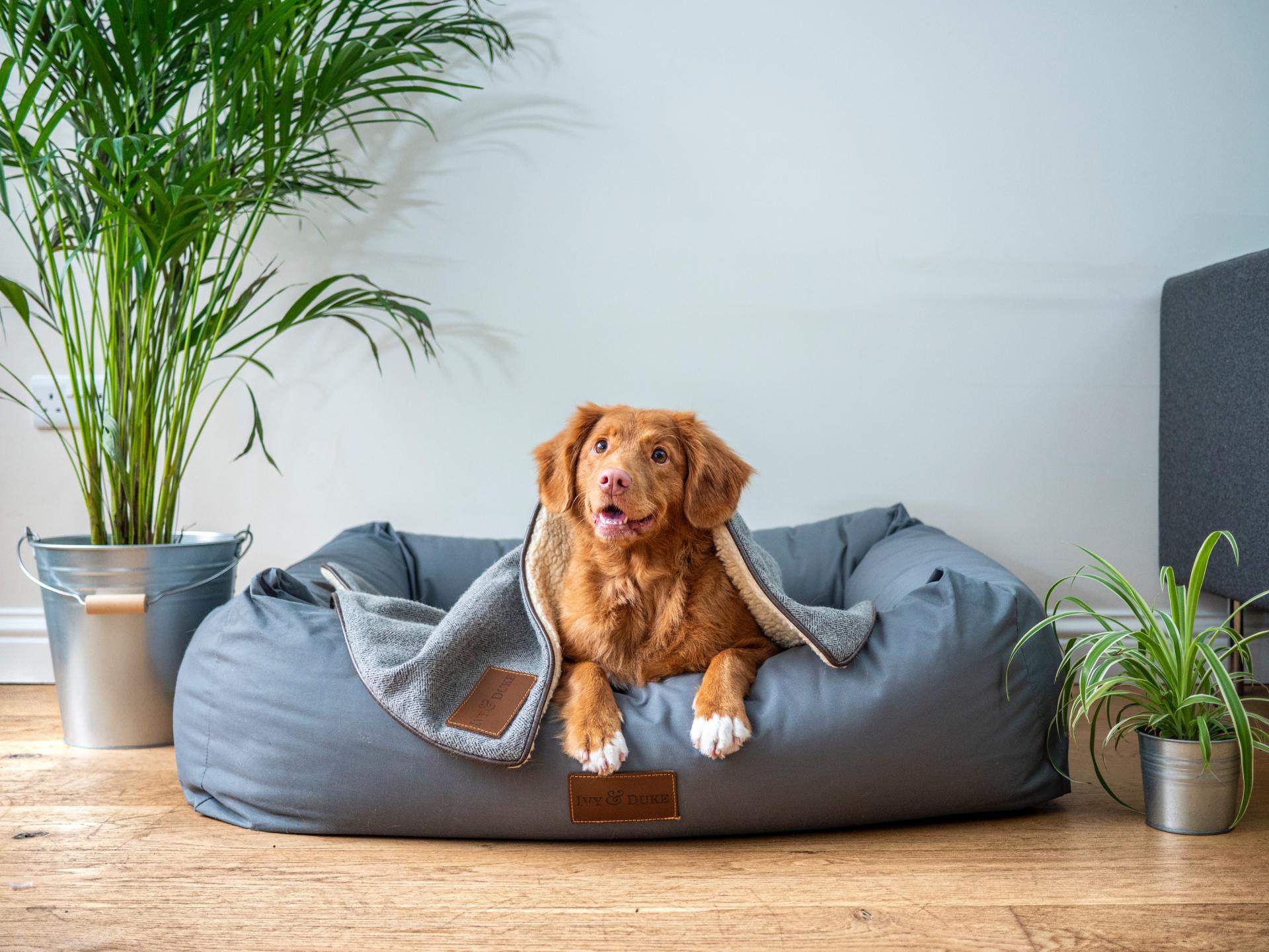 A dog is laying on a dog bed with a blanket on it.
