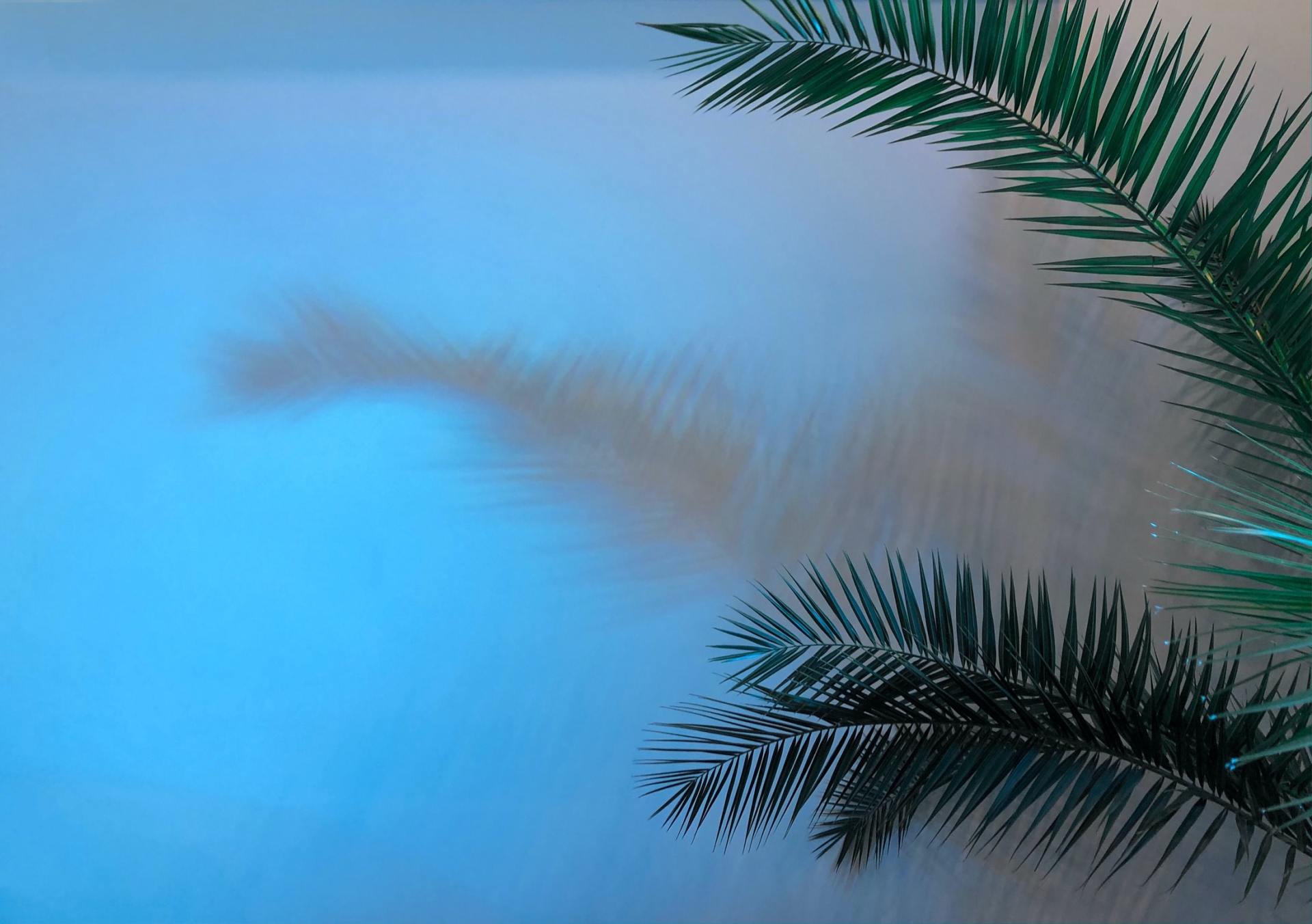 A palm tree leaf is hanging over a swimming pool