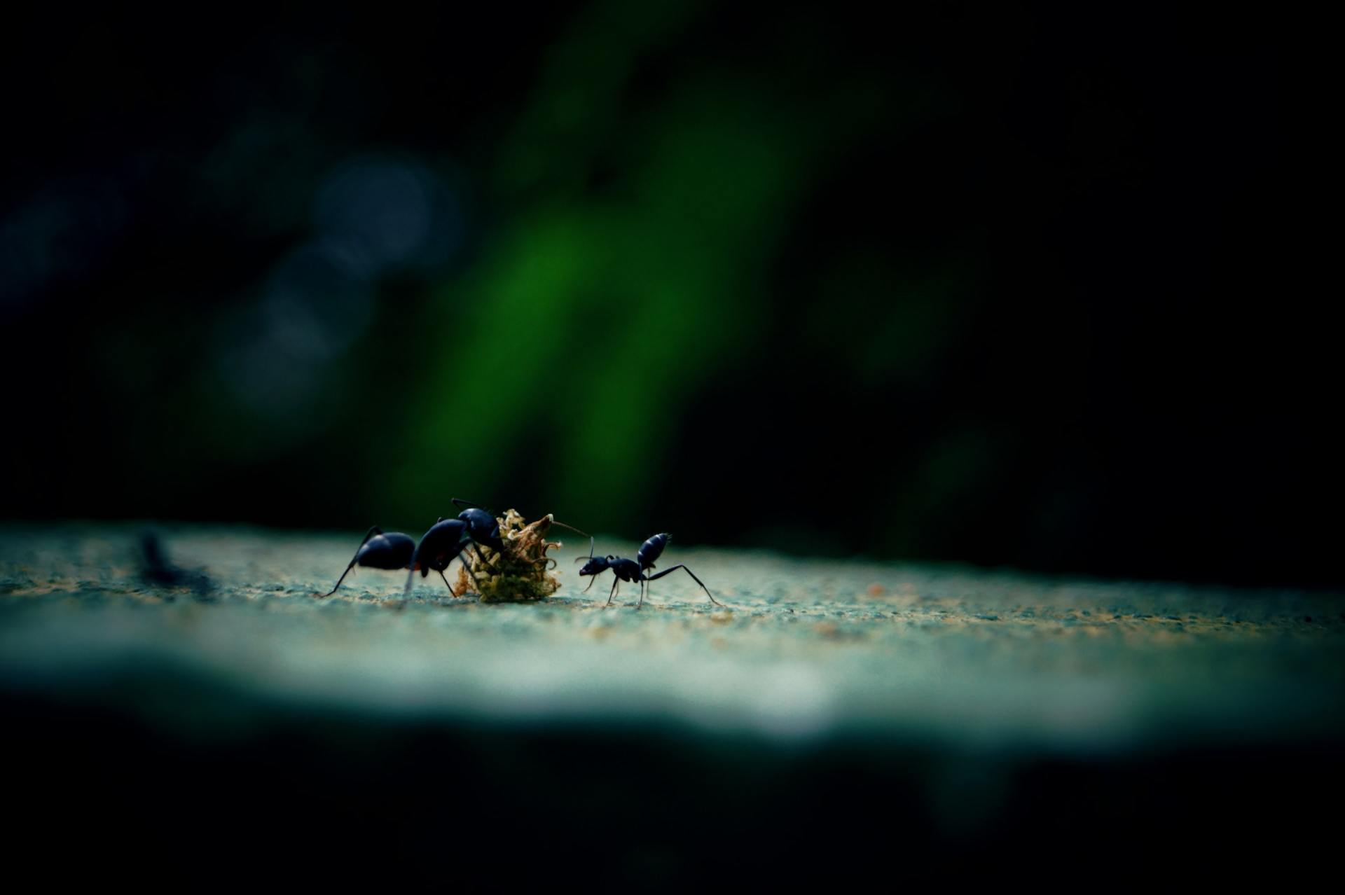 Ant