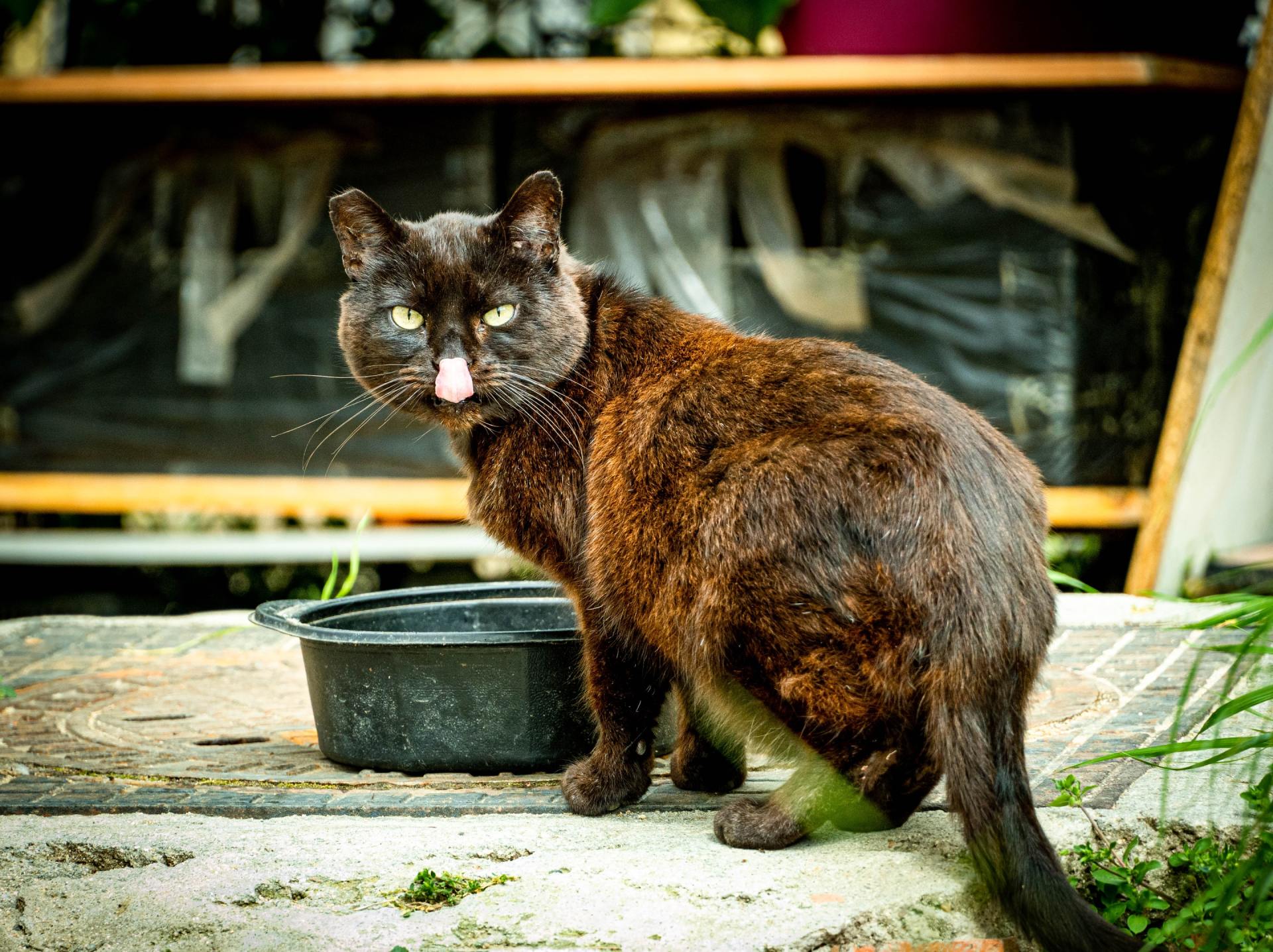 Tenants and Homeowner should not dispose of cat litter down the toilet
