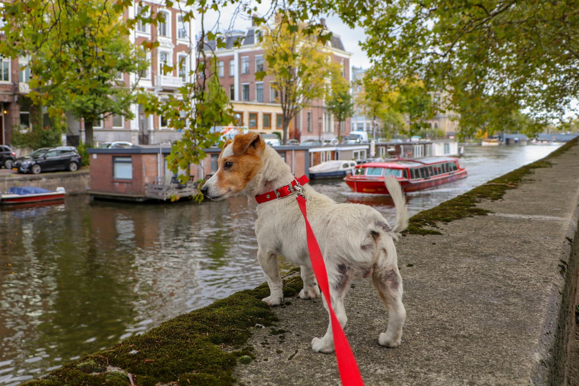 dog on leash looking at boats