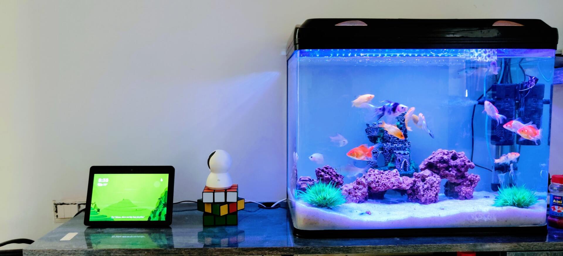 Room Aquarium — Summerland Aquarium in Wollongbar, NSW