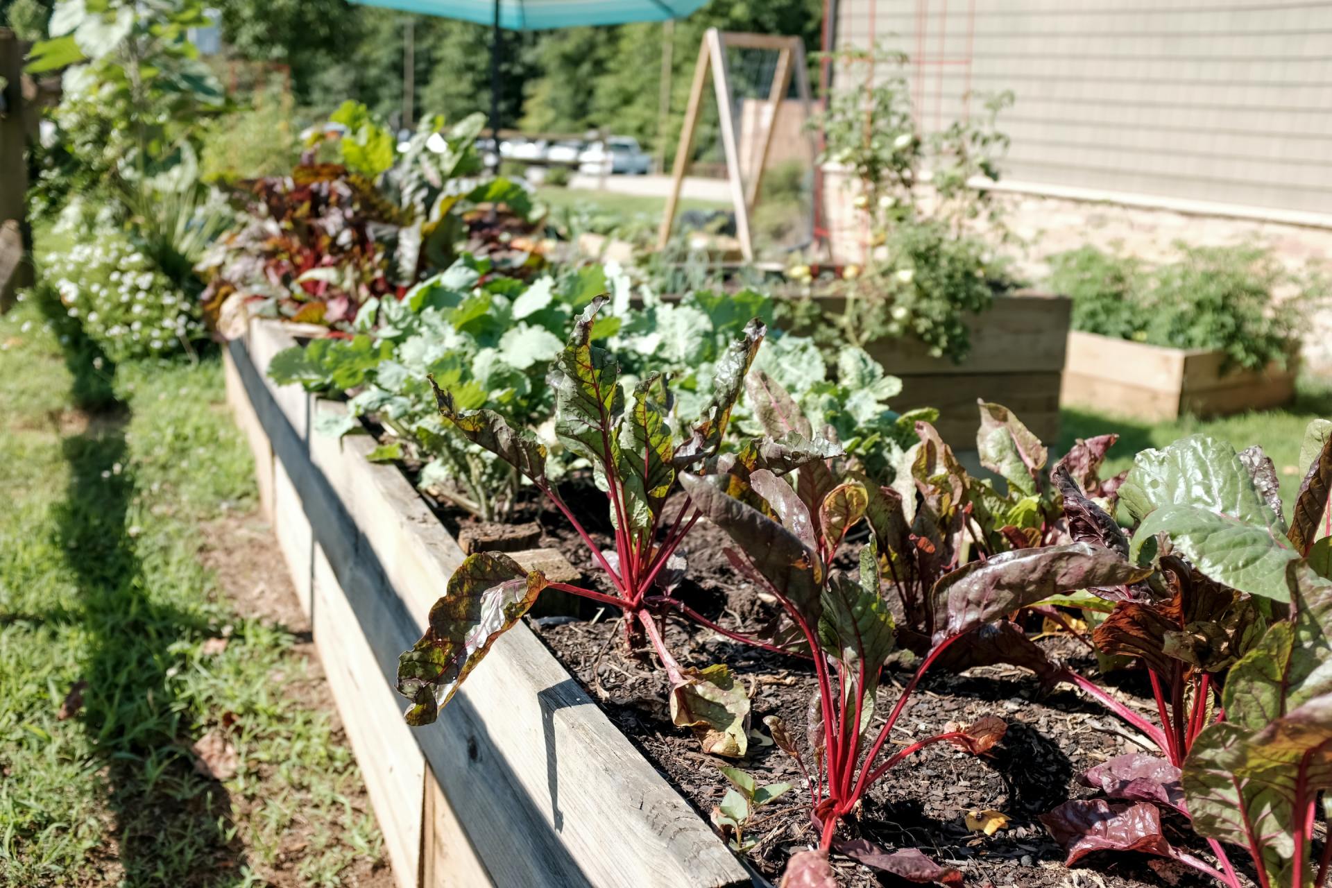 organic-gardening-tips