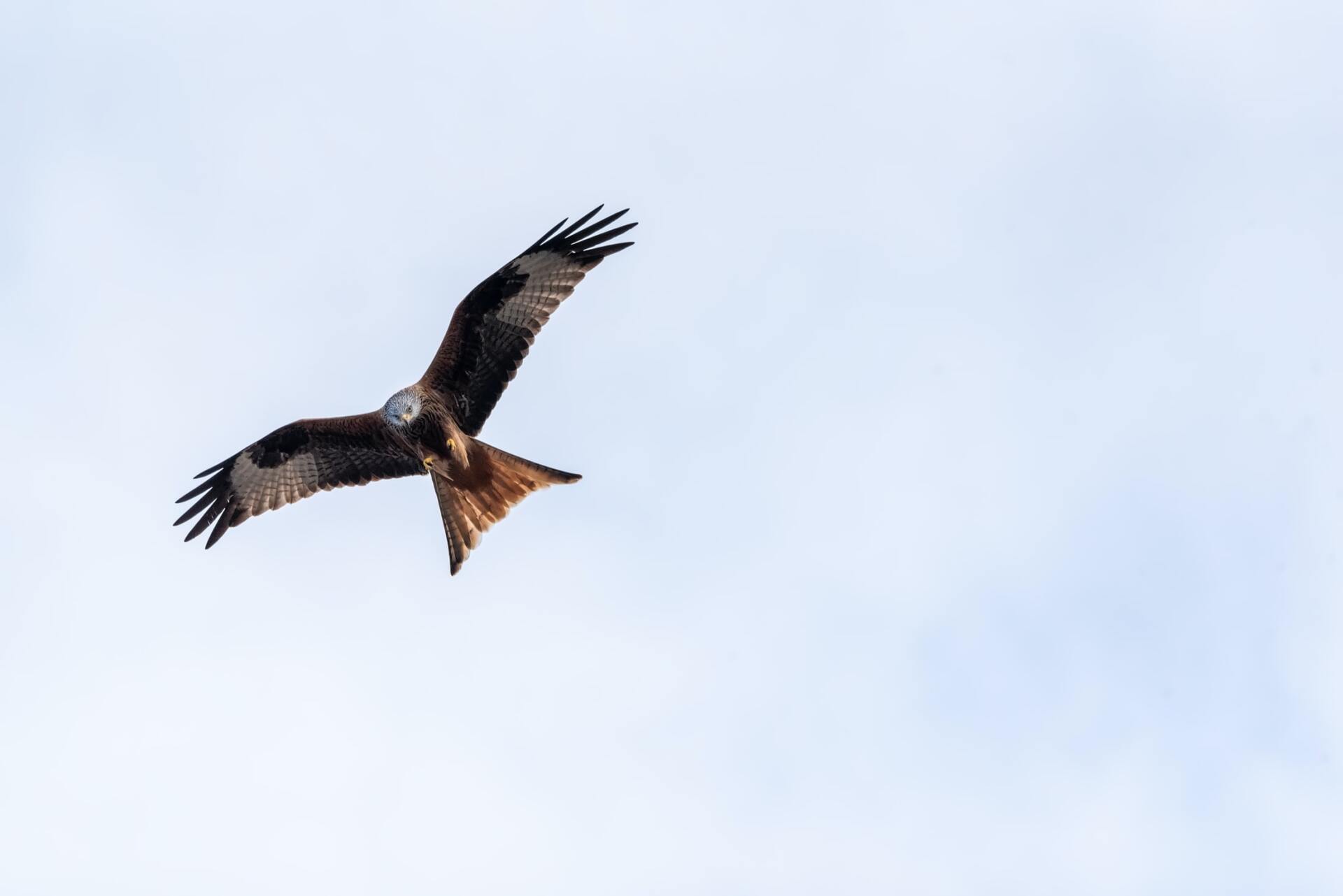 Red Kite